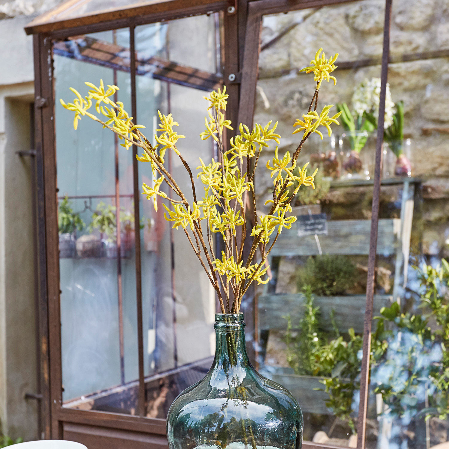 Gelbe Zweige in großer grüner Glasflasche vor Garten und Gewächshaus