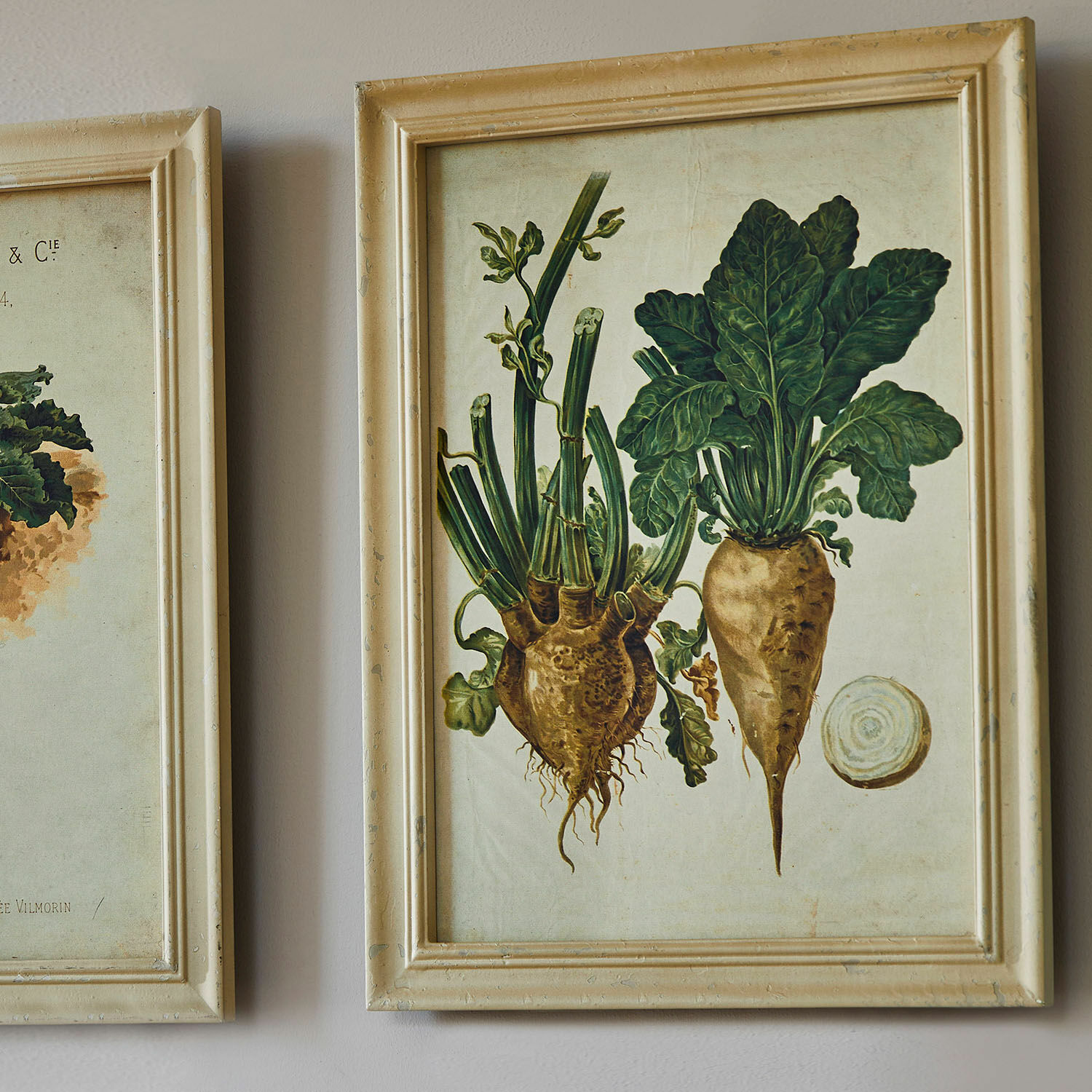 Botanische Illustration von Wurzeln und grünen Blättern in einem beigen Rahmen an der Wand