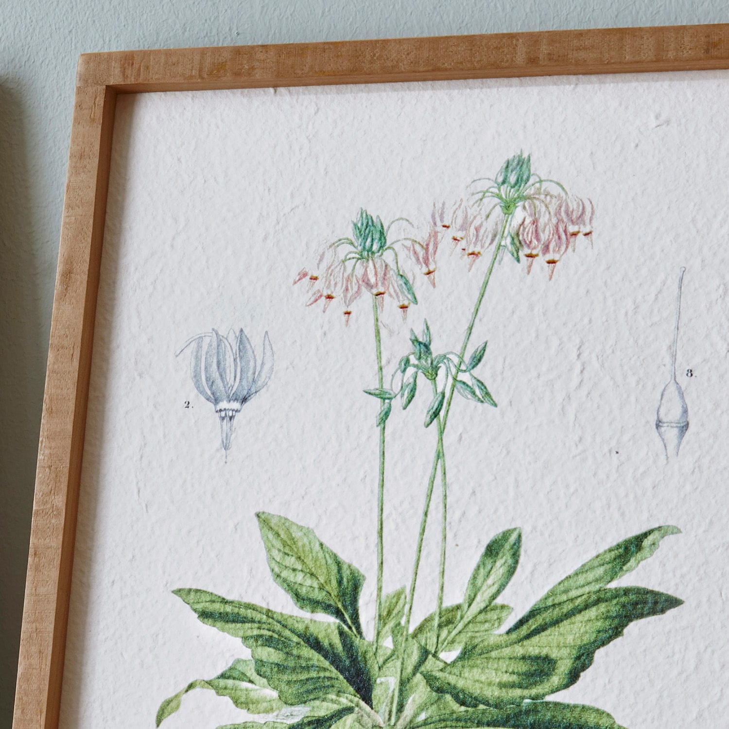 Botanische Zeichnung einer Pflanze mit grünen Blättern und rosa Blüten in Holzrahmen