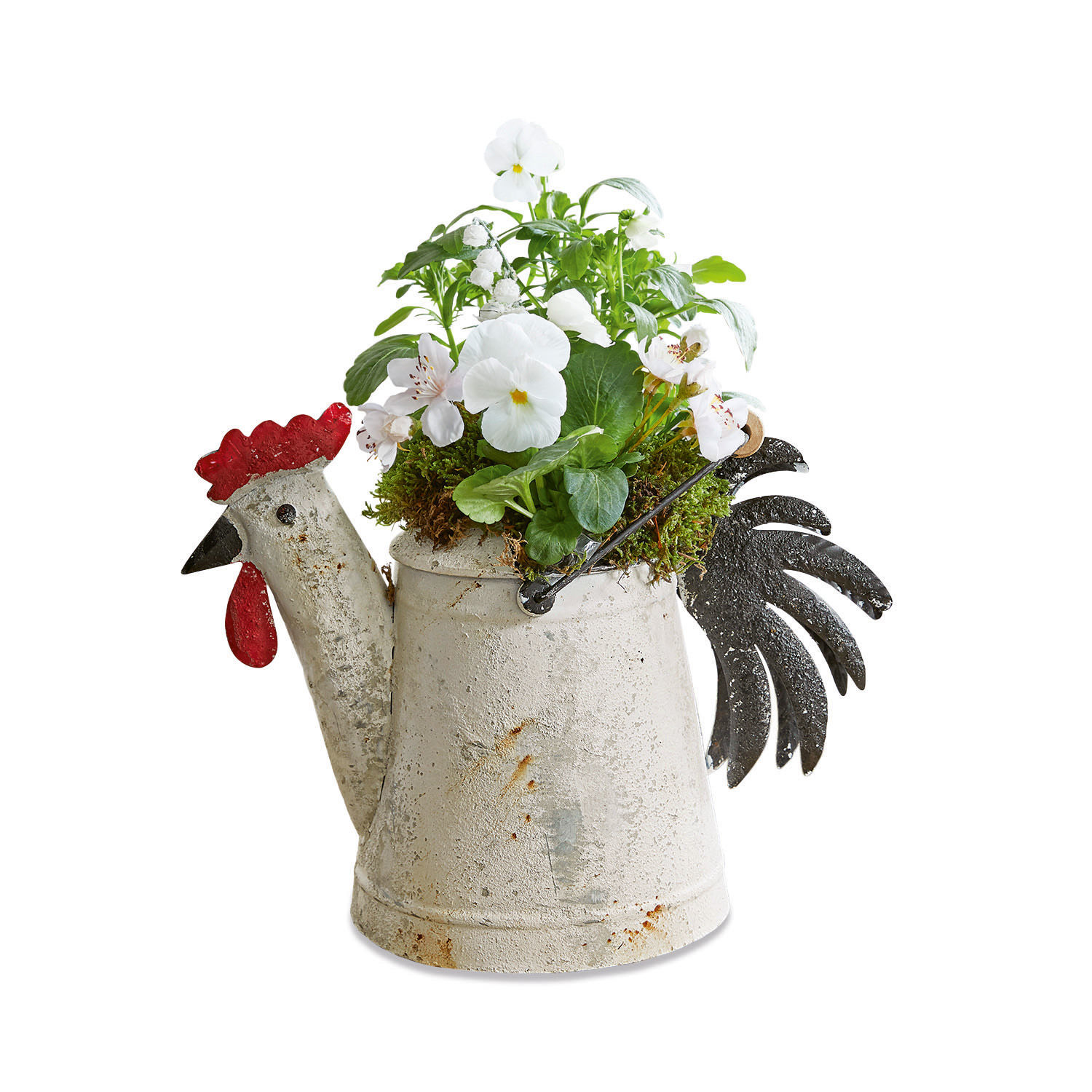 Metall-Gießkanne in Hahnenform mit weißen Blumen und grünem Laub als Gartendekoration