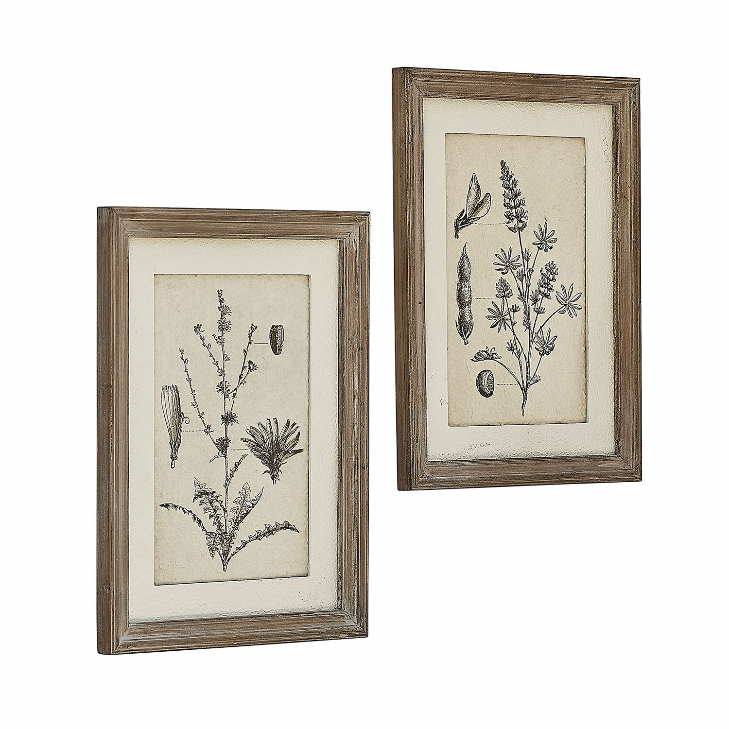 Bild 2er Set Stanbury Zwei rustikale botanische Bilder mit natürlichem Holzrahmen zur Wanddekoration
