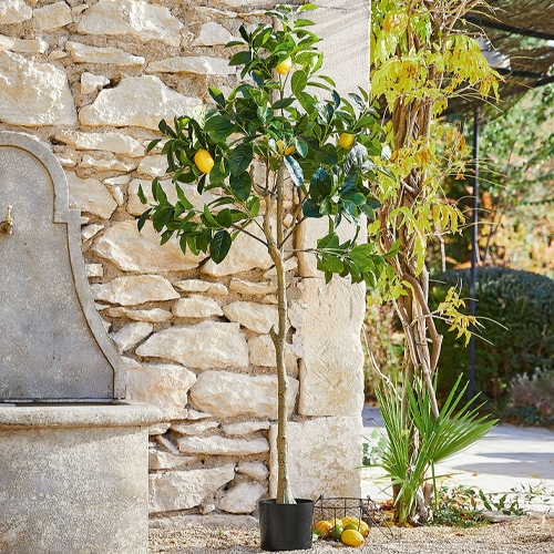 Zitronenbaum im Topf vor Steinmauer, natürliche Gartendekoration mit frischen Früchten