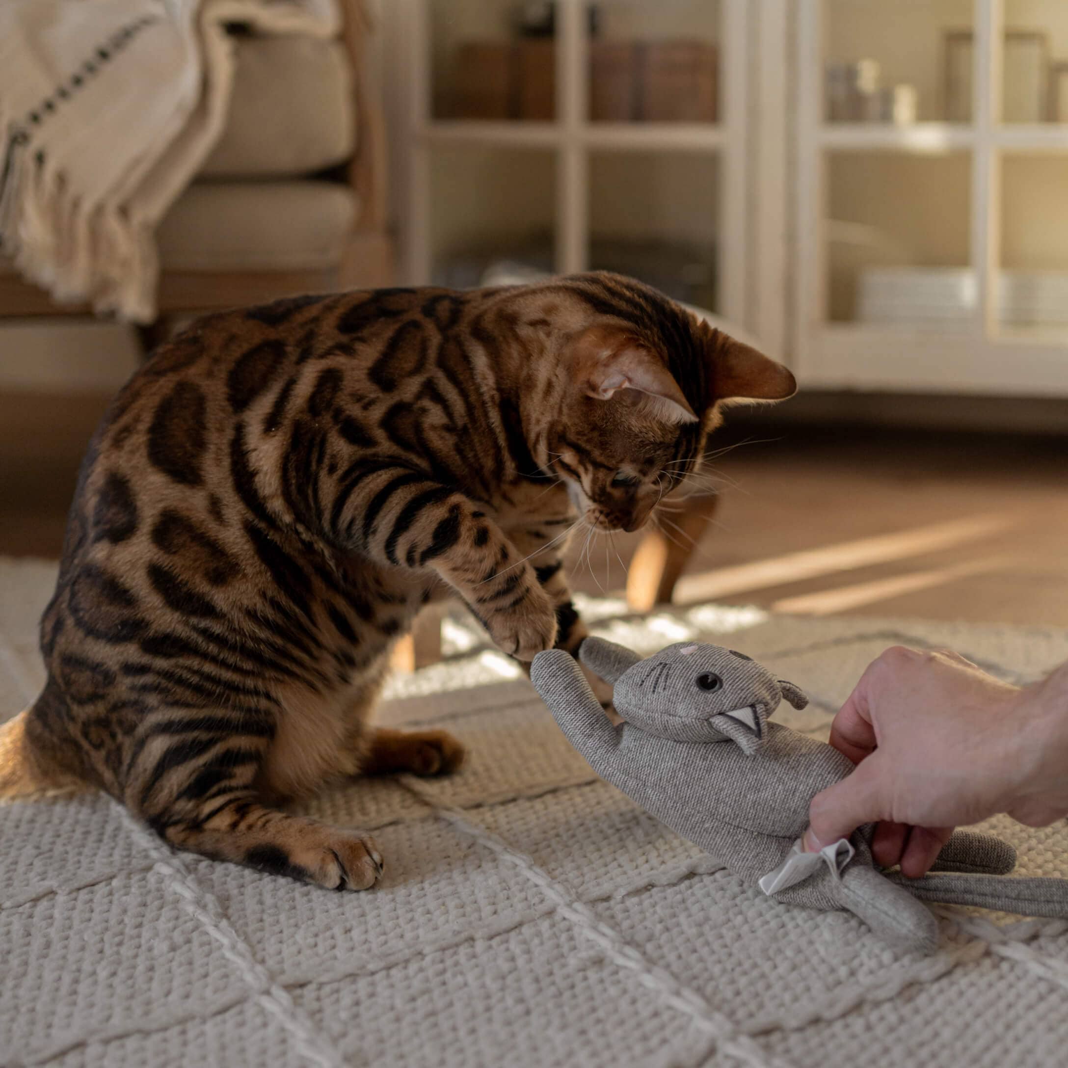 Braune Bengalkatze spielt mit grauem Kuscheltier auf hellem Teppich im Wohnzimmer