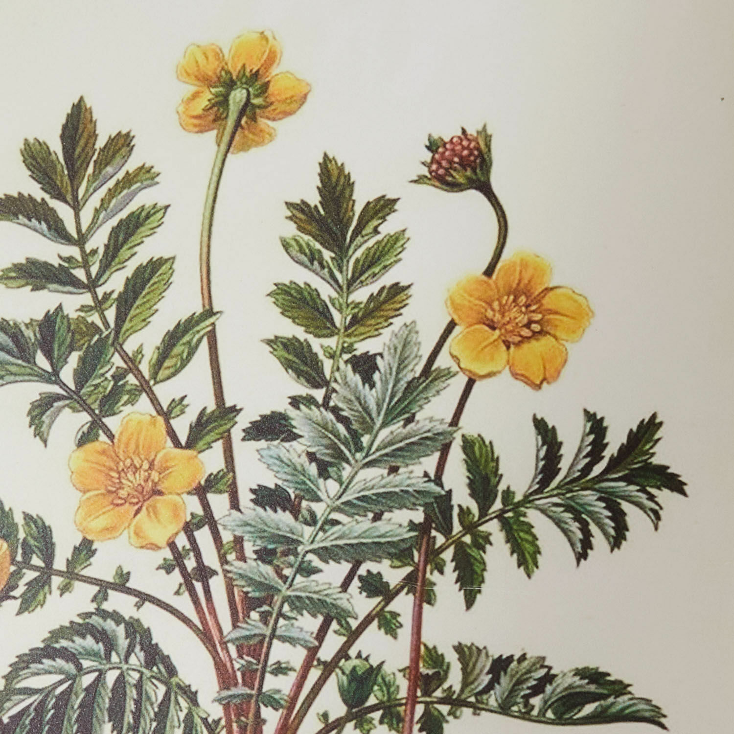 Botanische Illustration gelber Blüten mit grünen Blättern auf weißem Hintergrund, Wanddeko