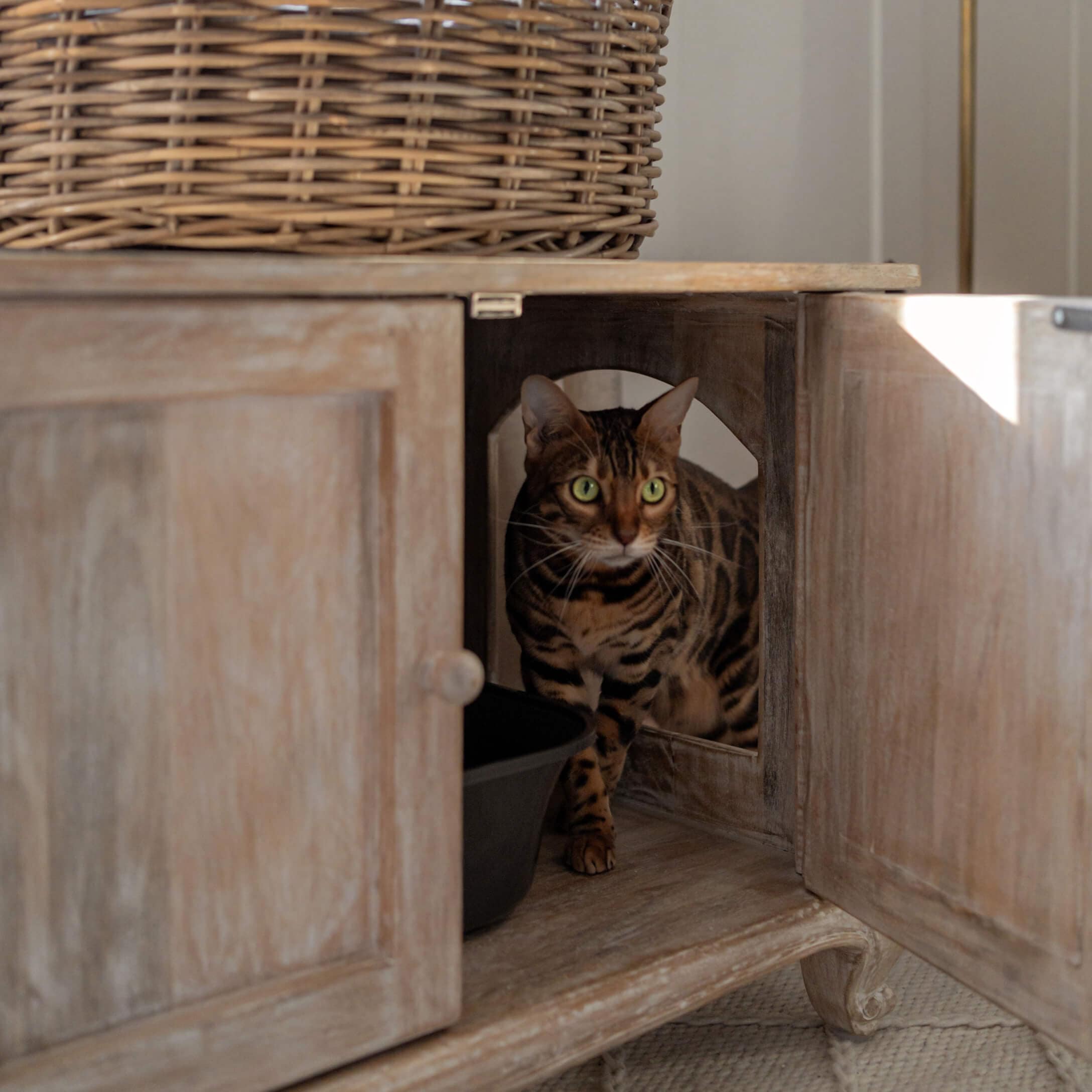Braune Bengal-Katze mit grünen Augen in offenem Holzschrank sitzend