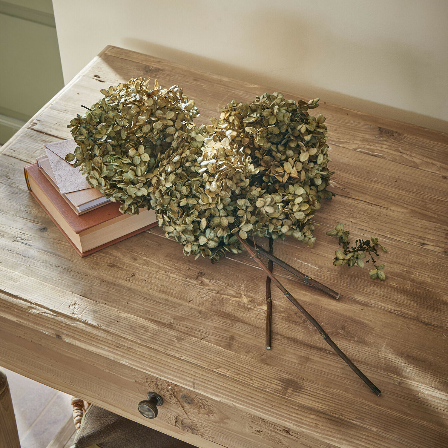 Trockenblume 3er Set Brissonne Getrocknete beige Hortensienblüten auf Holztisch mit Büchern und Briefumschlag