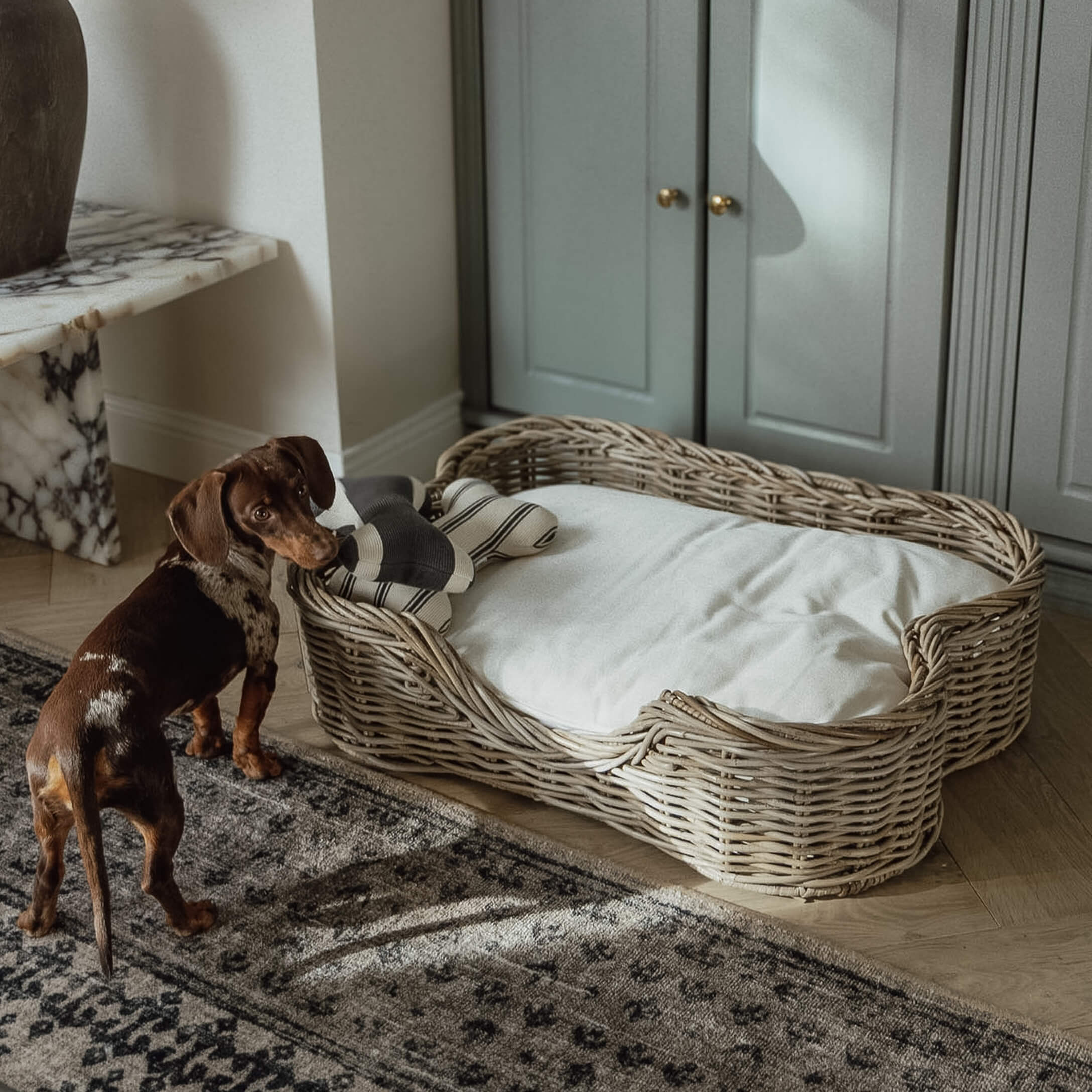 Brauner Dackel neben einem Weidenkorb mit weißem Kissen und Spielzeug in einem Wohnzimmer