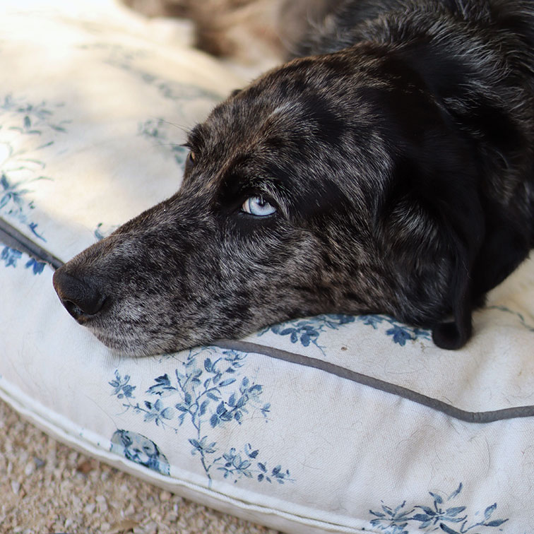 Hund mit marmoriertem Fell und blauen Augen liegt auf weißem Kissen mit blauem Blumenmuster