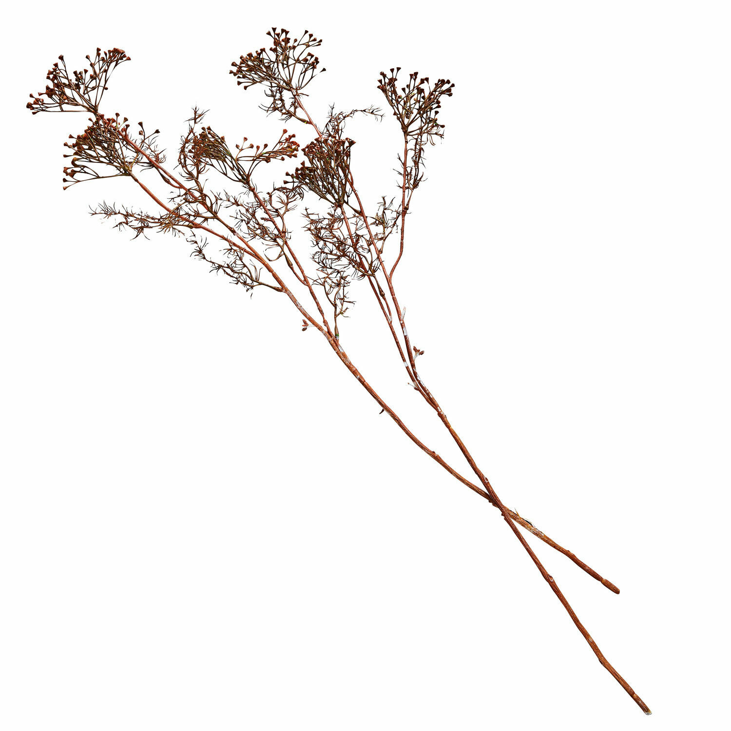 Deko-Blume 4er Set Jennings Getrocknete braune Deko-Zweige für Wohnraumgestaltung und Dekoration