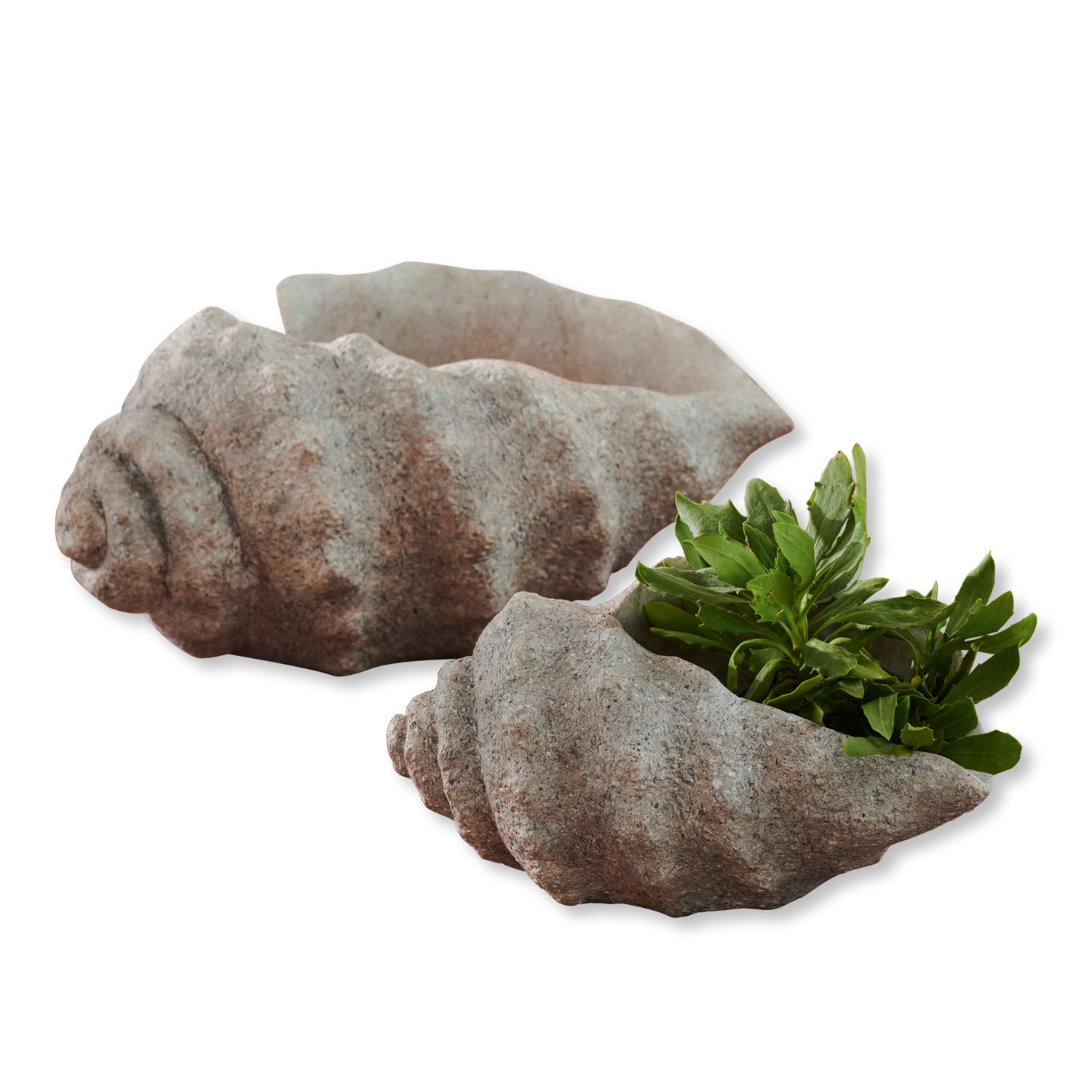 Dekorative Muschel-Blumentöpfe aus graubraunem Steinmaterial für Pflanzen.