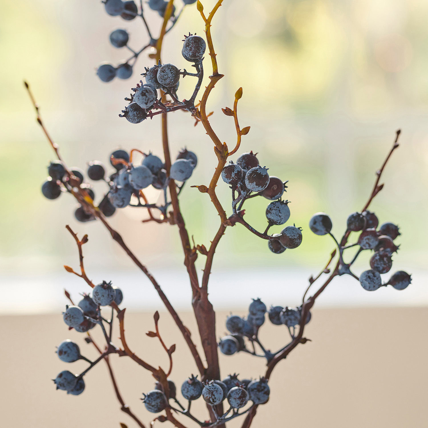 Zweig mit blauen Beeren an braunen Ästen vor hellem Hintergrund als Wohnaccessoire