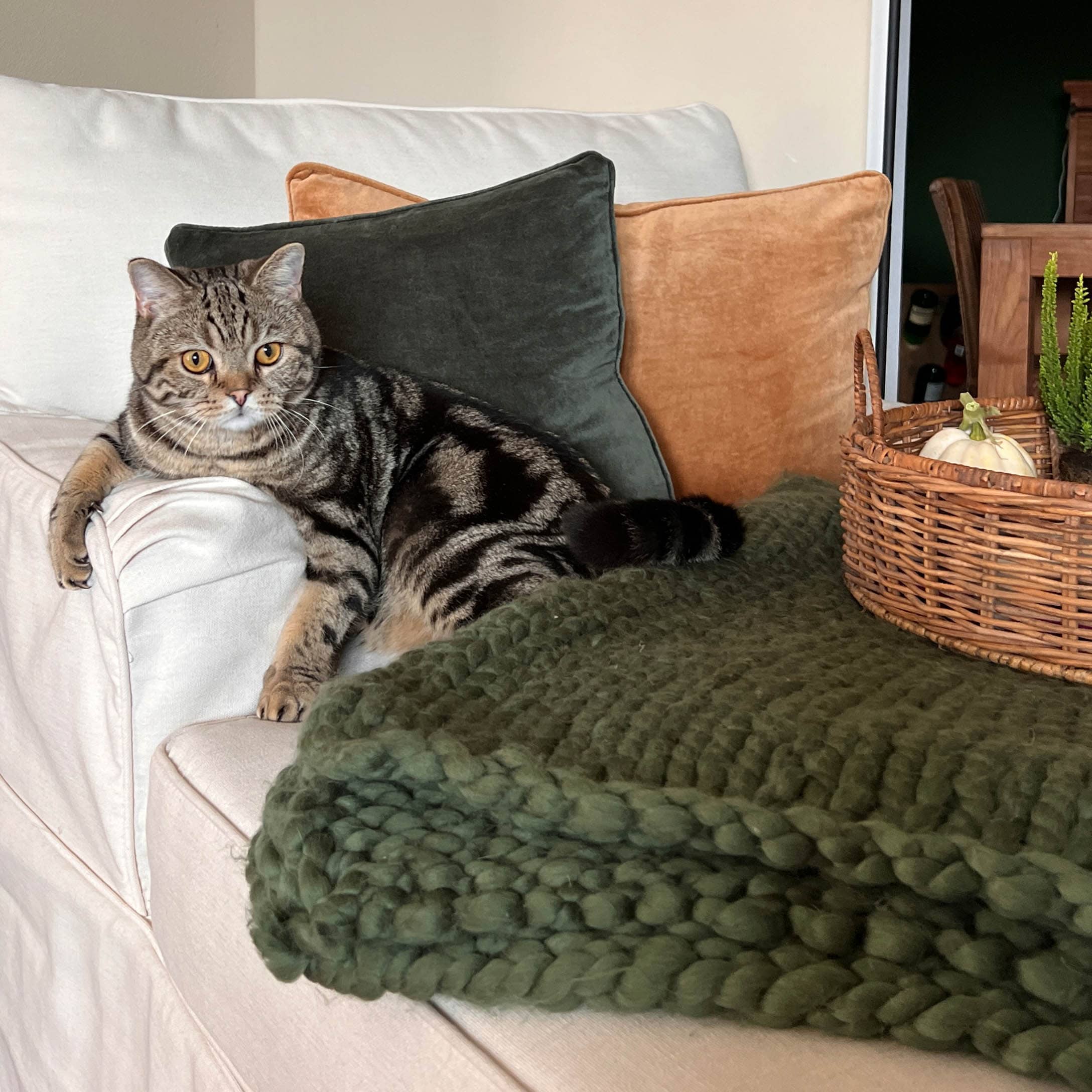 Graue Katze auf weißem Sofa mit grünen und orangefarbenen Samtkissen und dickem grünem Strickplaid
