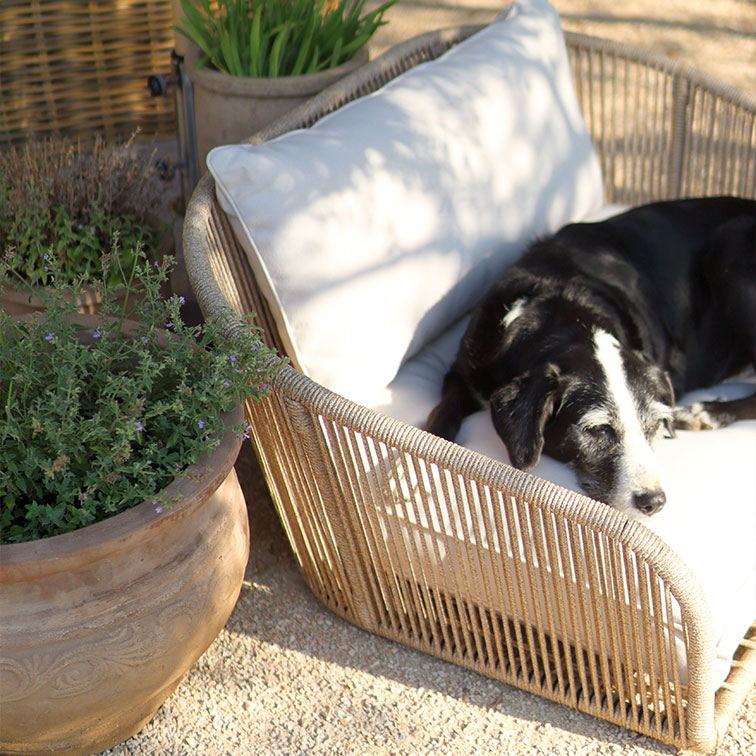 Schwarz-weißer Hund liegt auf beigem Korbsessel mit hellem Kissen im sonnigen Garten mit Pflanztöpfen