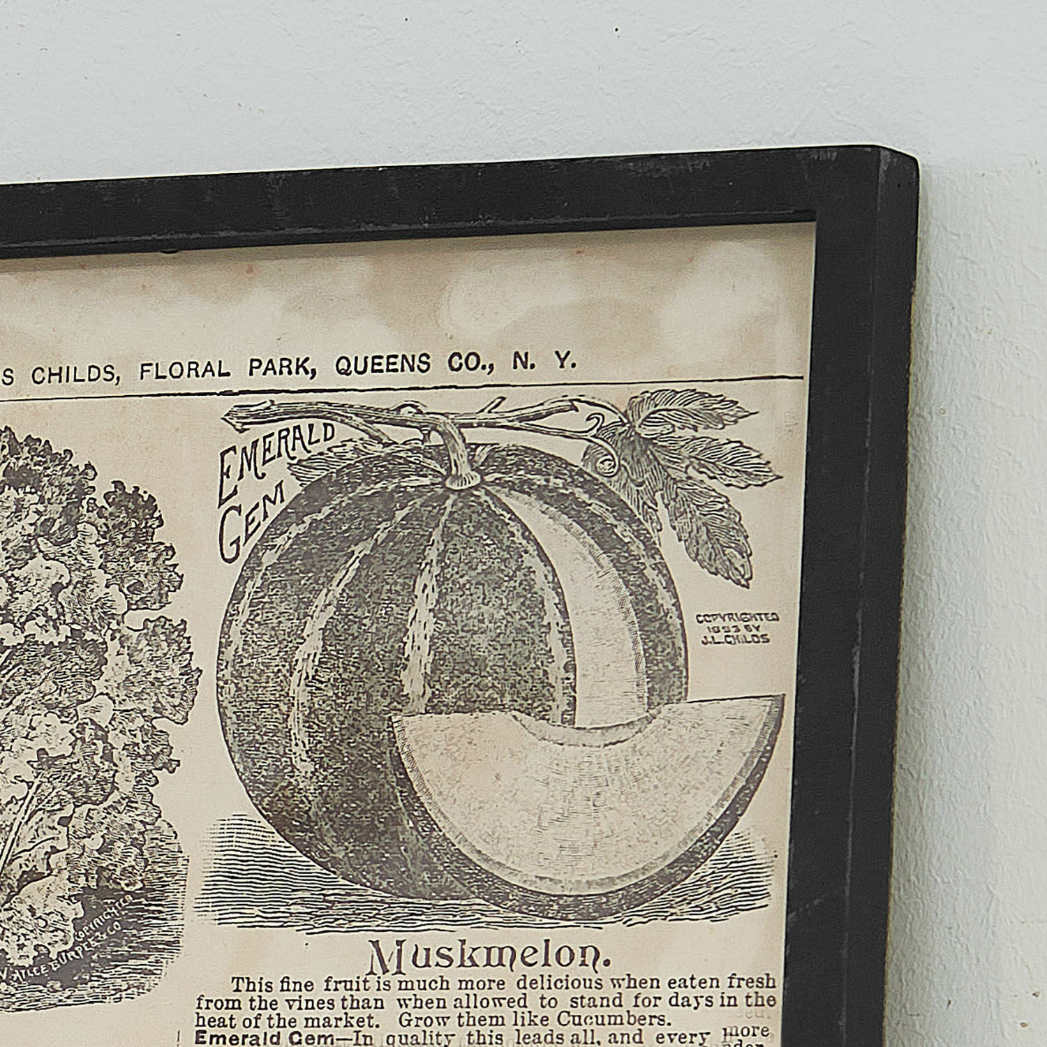 Schwarz-weiße Vintage-Grafik des Muskmelons Emerald Gem in einem Rahmen an der Wand