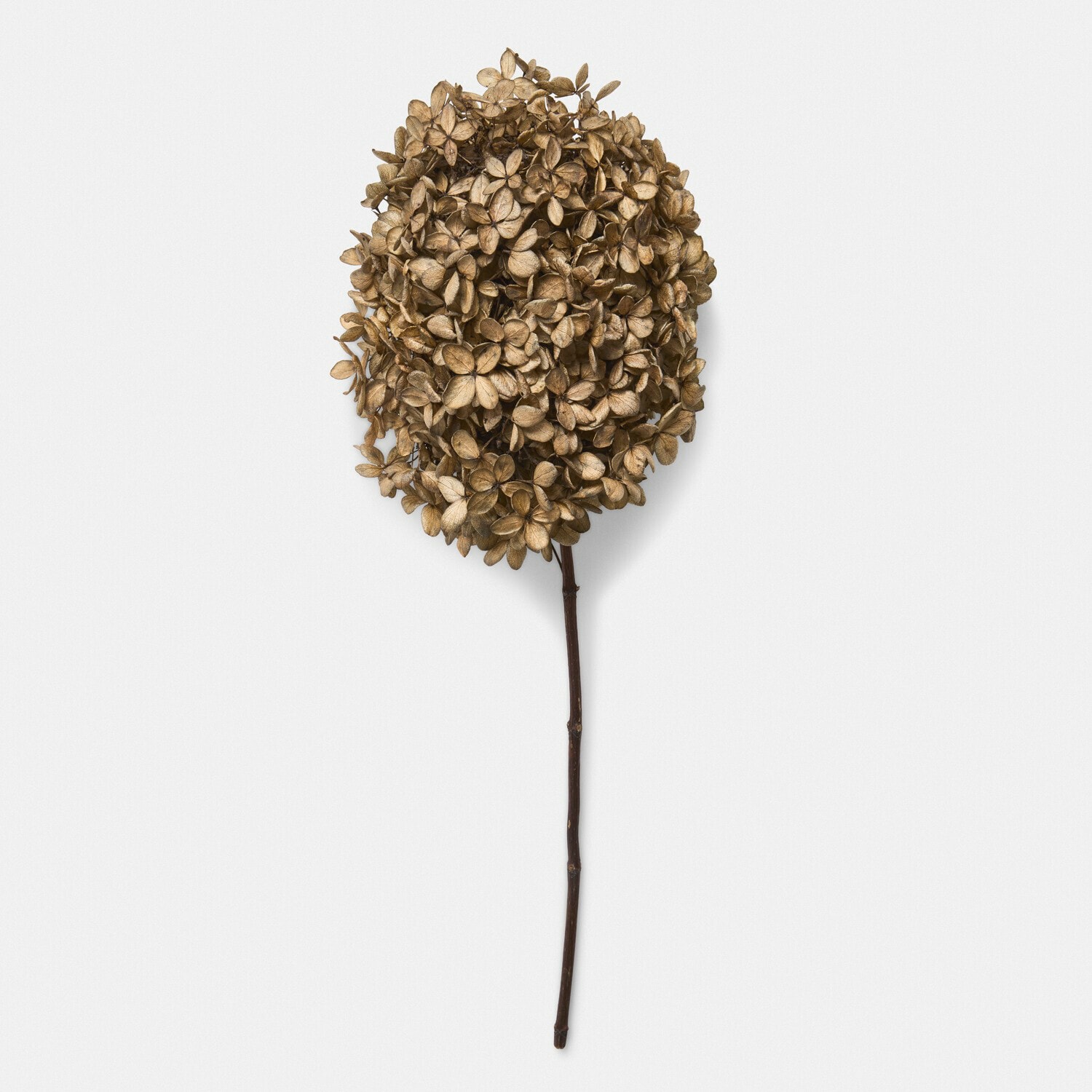 Trockenblume 4er Set Brissonne