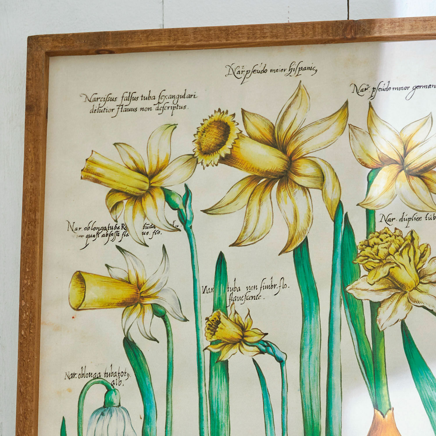 Botanische Illustration gelber Narzissen mit grünen Stielen in Holzrahmen, Wanddekoration
