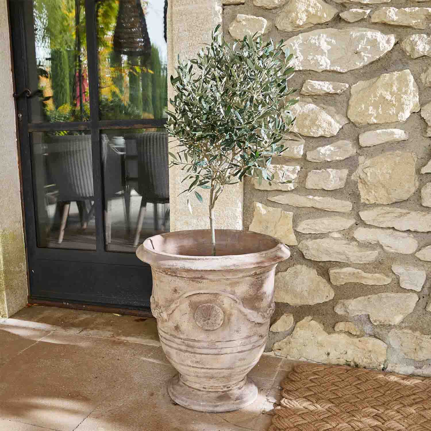Großer beiger Terrakotta-Blumentopf mit Olivenbaum vor Steinmauer und Glastür