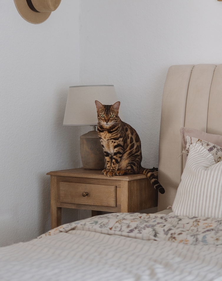 Braune Bengal-Katze sitzt auf einem Nachttisch aus Holz neben einer Lampe im hellen Schlafzimmer