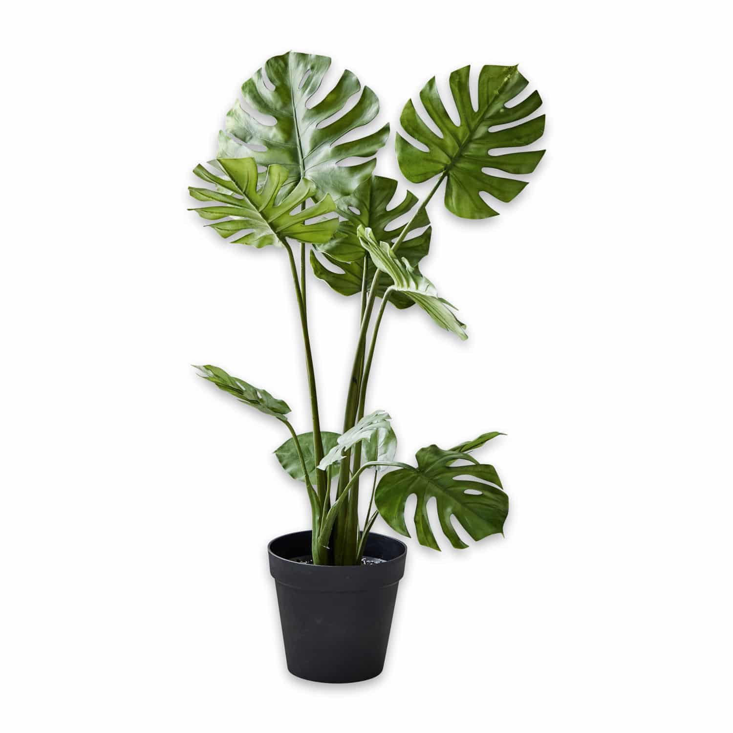 Dekopflanze Monstera