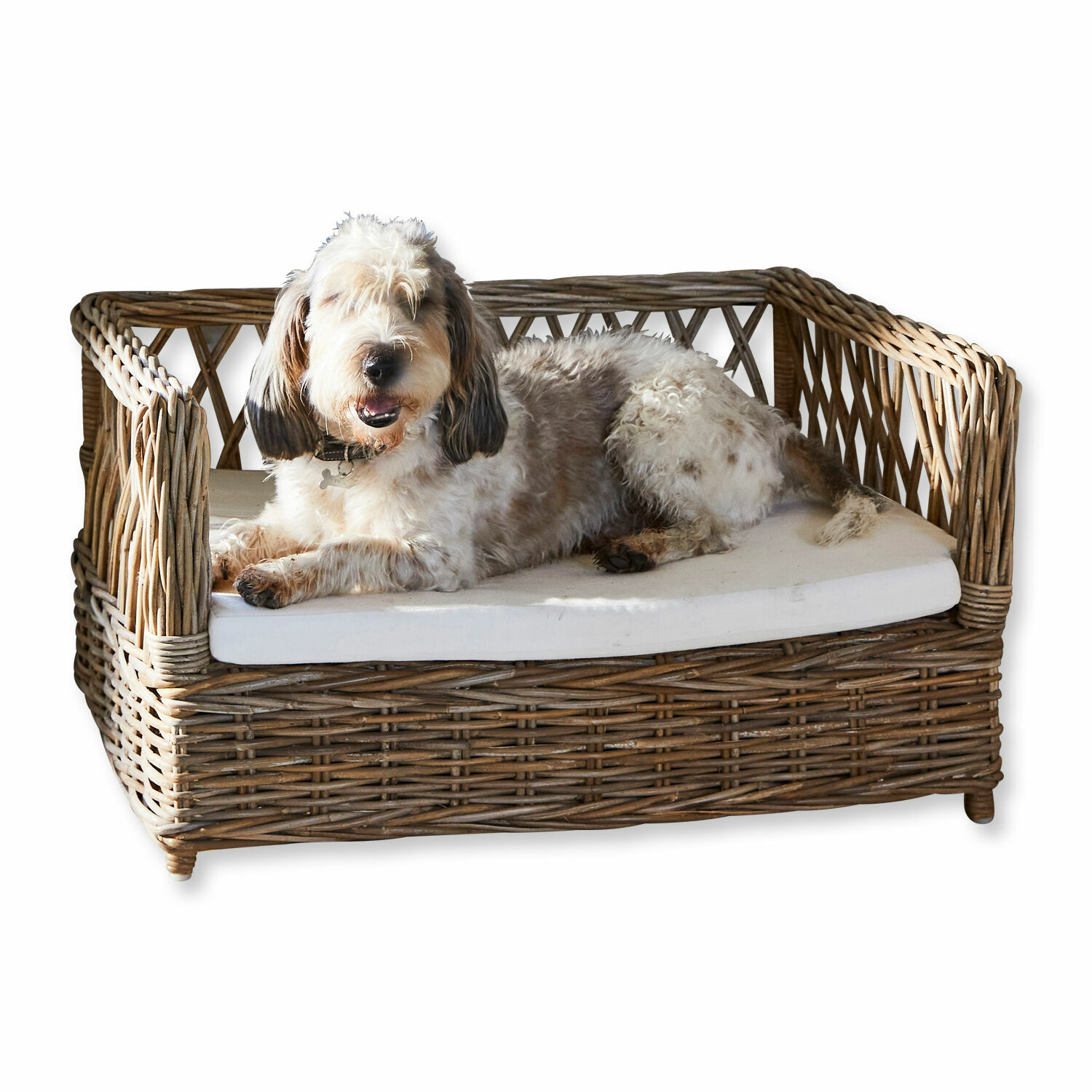Hund liegt auf einem Rattansofa mit weißem Kissen, gemütliches Haustierbett
