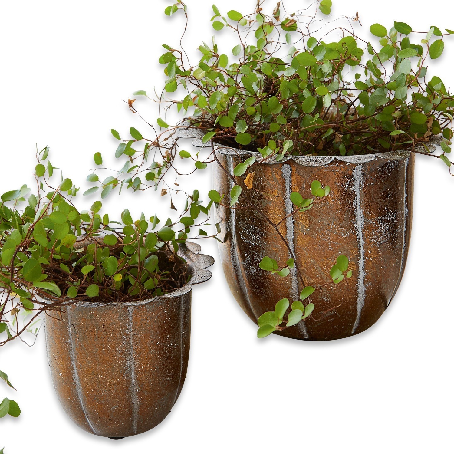 Zwei rostfarbene Metallblumentöpfe mit grünen Pflanzen, dekorative Garten- und Wohnaccessoires