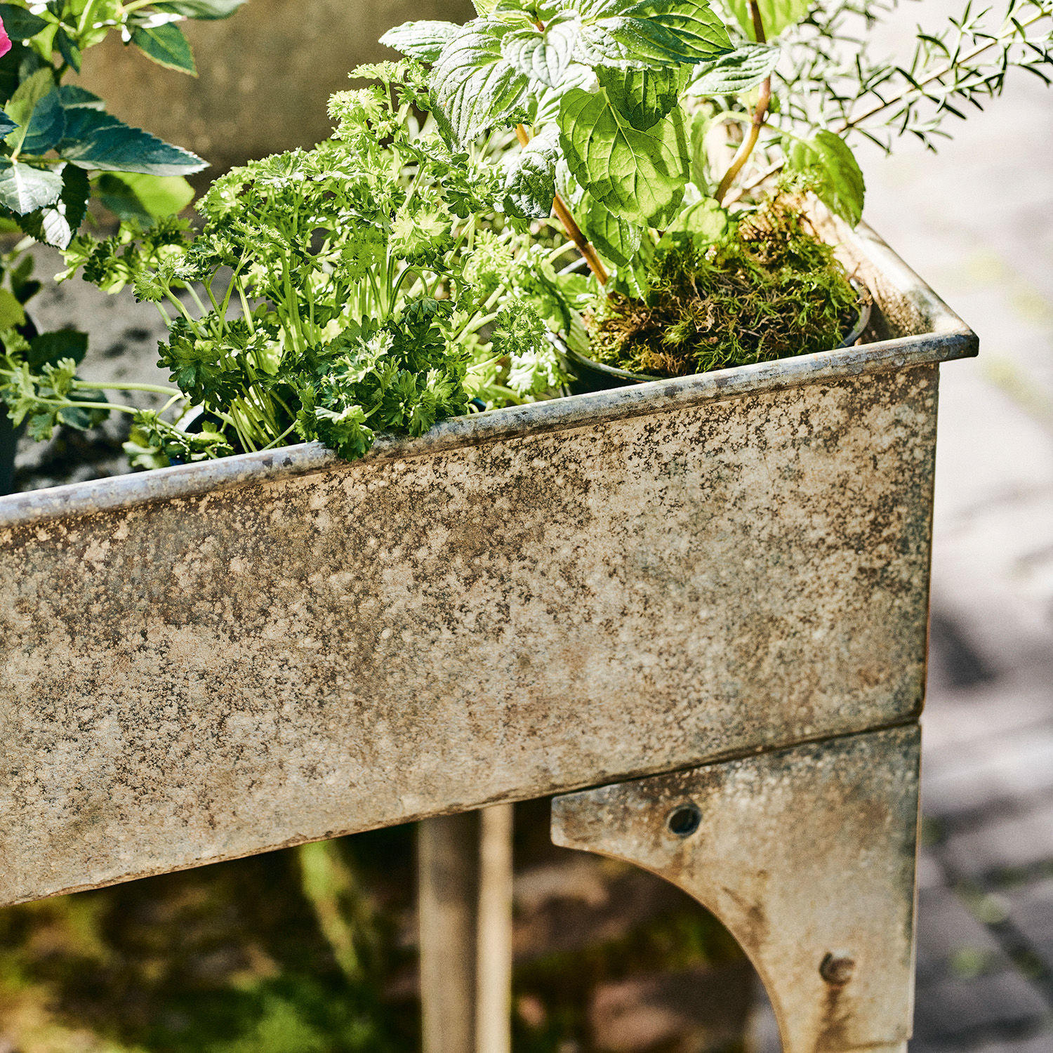 Metall-Pflanzgefäß mit Vintage-Optik und grünen Kräutern, ideal für den Garten