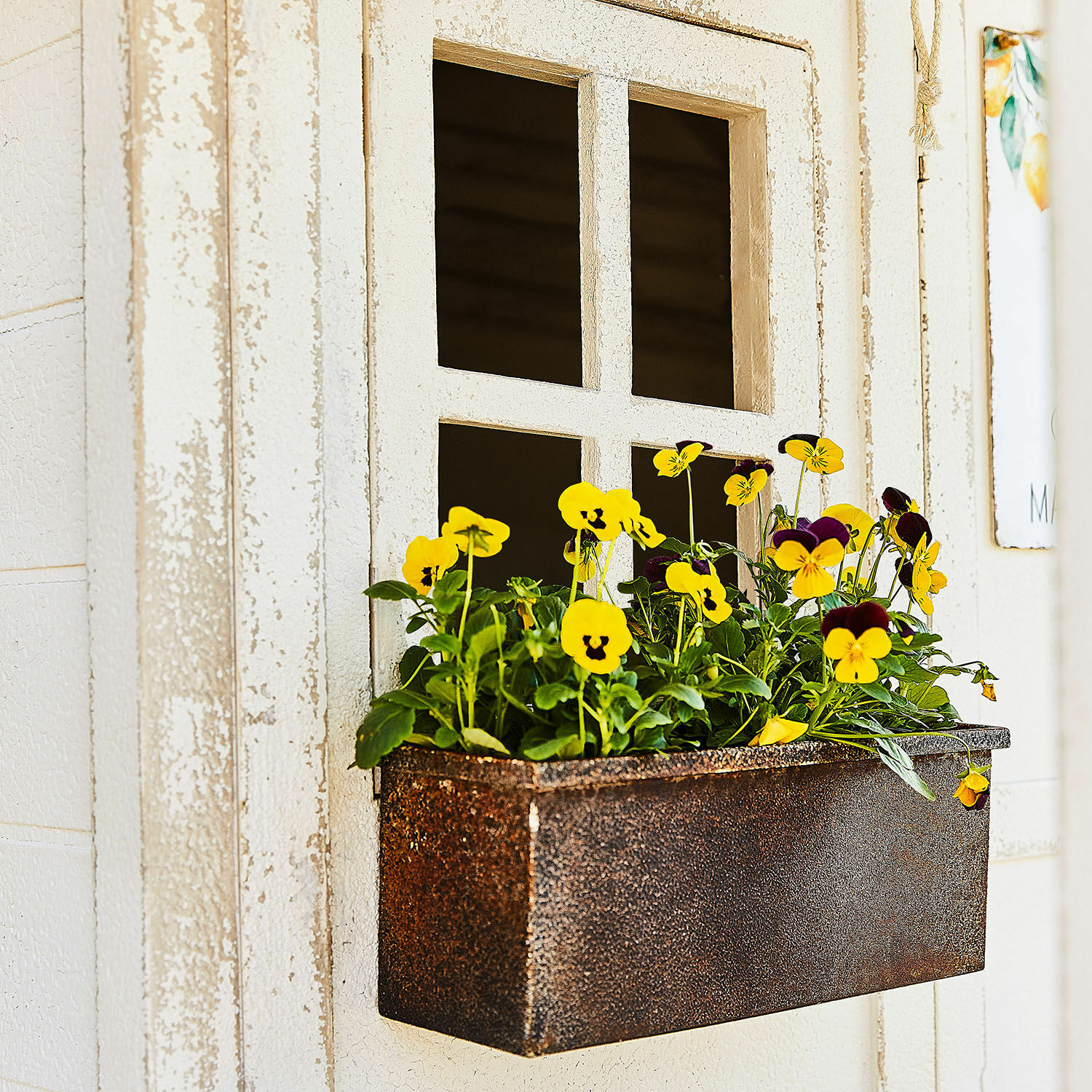 Metall-Blumenkasten in Rostoptik mit gelben Blumen vor weißem Fensterrahmen, Gartendeko