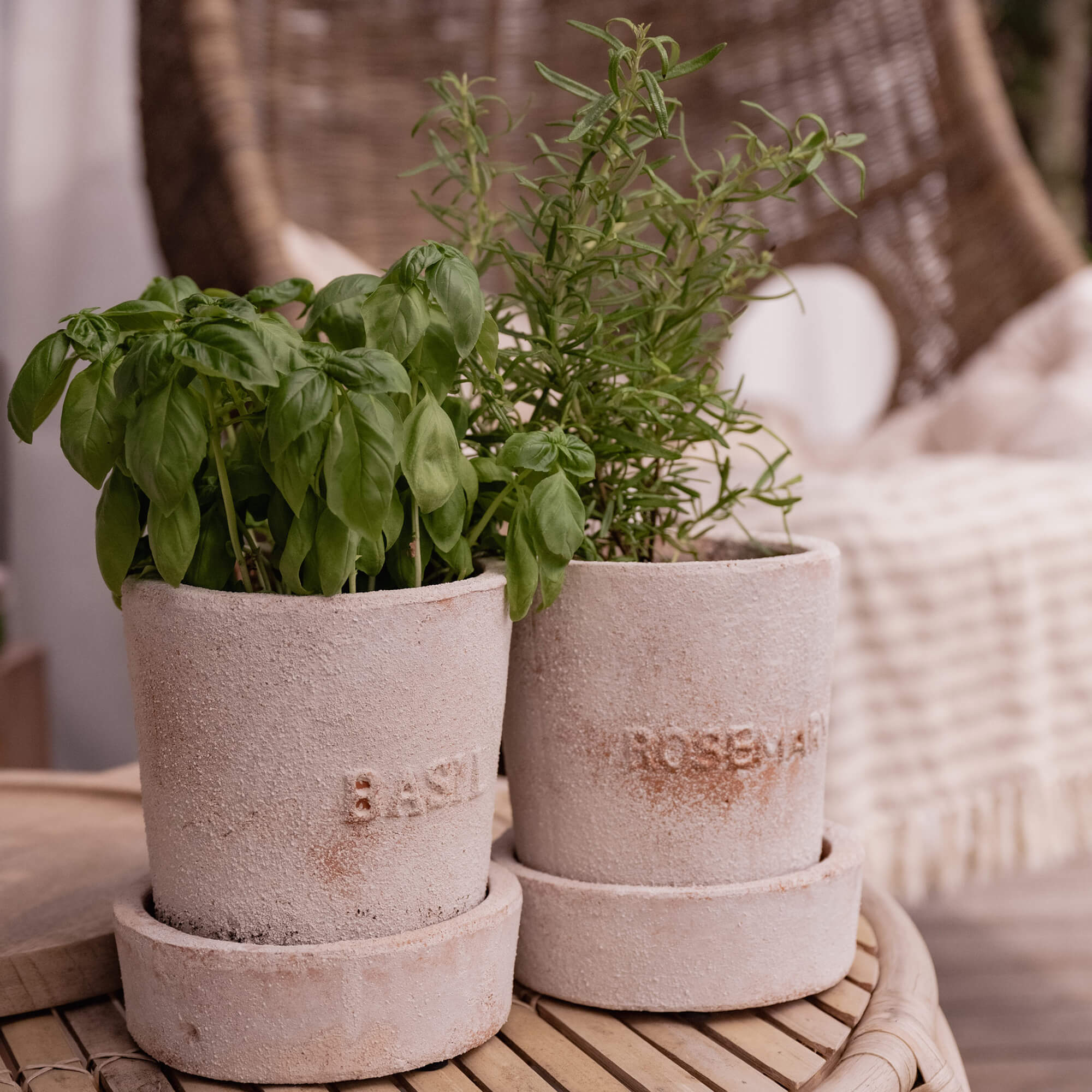Zwei Terrakotta-Töpfe mit Basilikum und Rosmarin auf Holztisch als Innendekoration