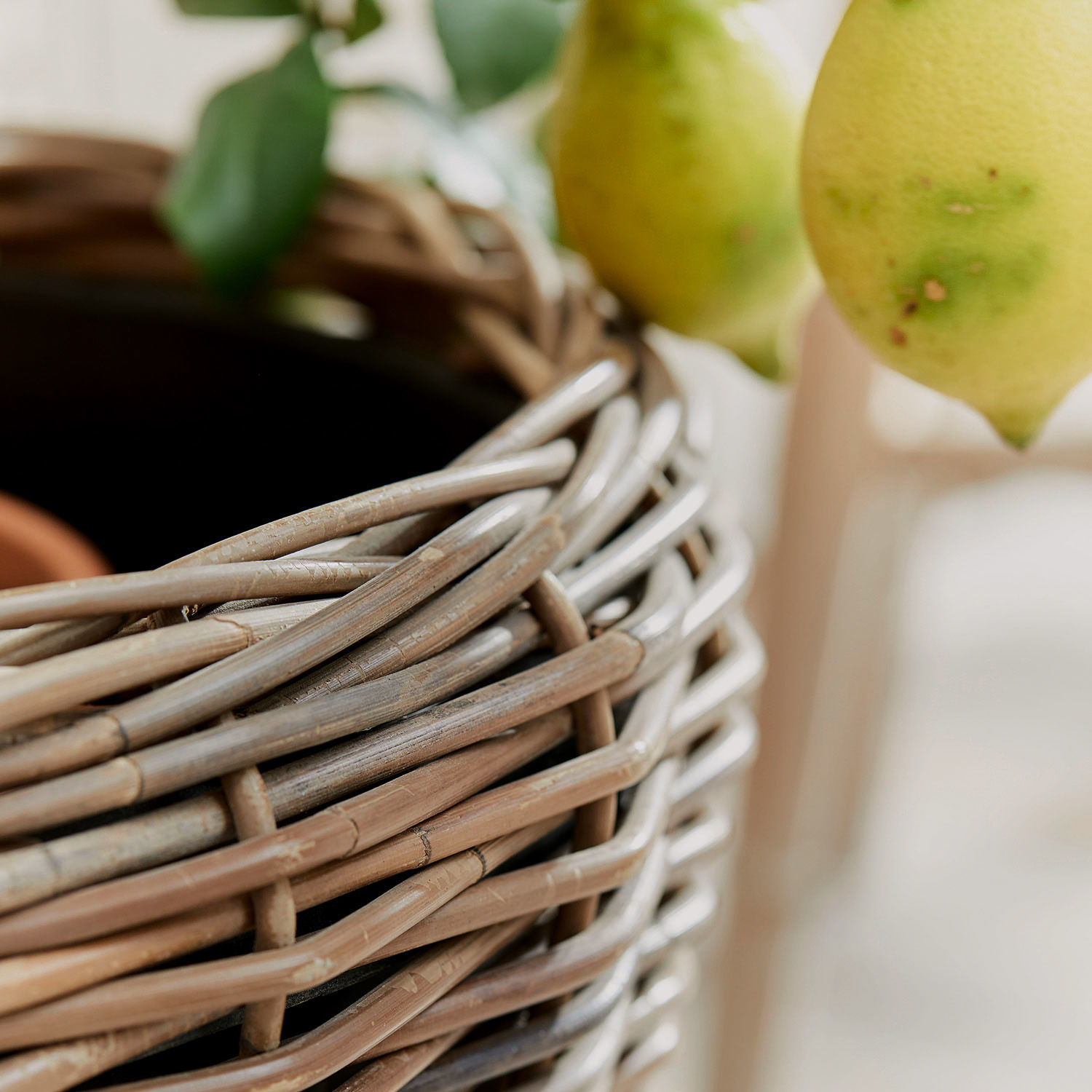 Naturfarbener Korb aus Rattan in Beige als Pflanzgefäß mit grünen Zitronen im Hintergrund