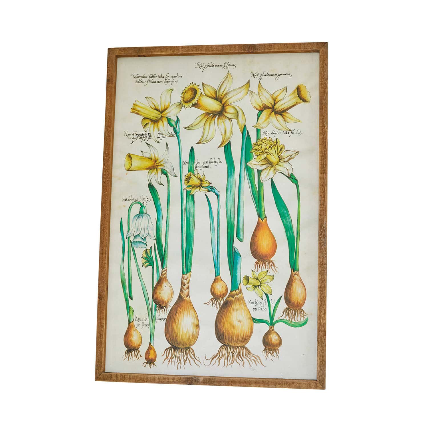 Botanisches Bild mit gelben Blumen und Zwiebeln in einem Holzrahmen zur Wanddekoration