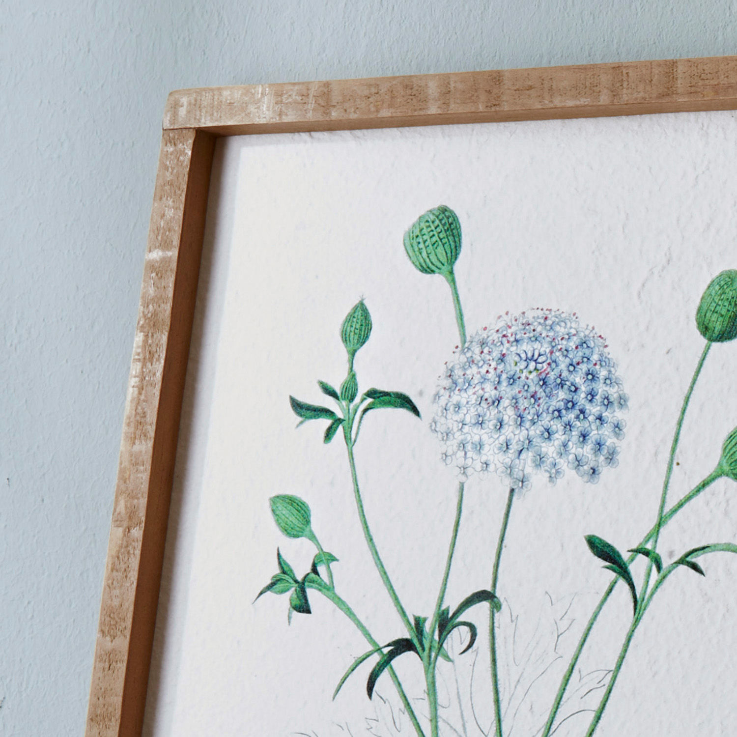 Botanische Illustration mit grünen Stielen und weißen Blüten in Holzrahmen an heller Wand