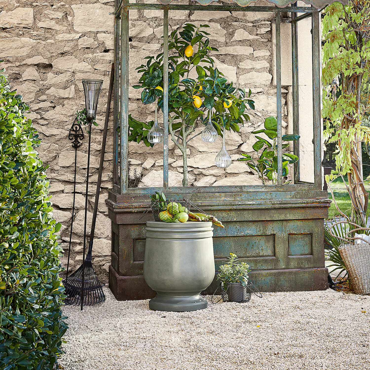 Garten mit Metallgewächshaus und Zitronenbaum vor Steinmauer, grauer Pflanztopf mit Früchten