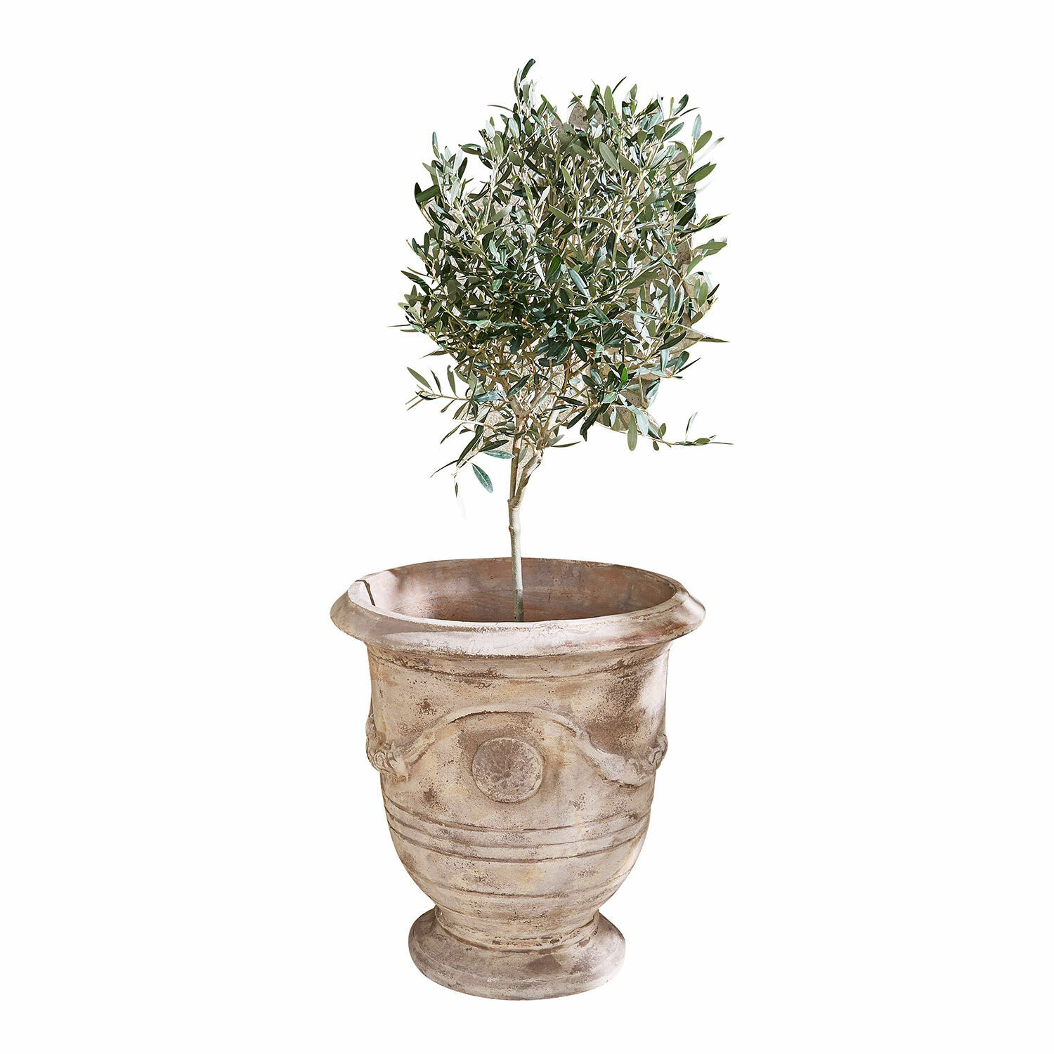 Übertopf Garwood Blumentopf aus Terrakotta in Beige mit grüner Pflanze, dekorativ für Innen- und Außenbereich