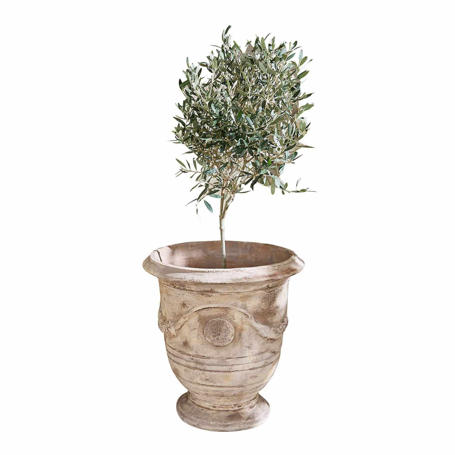 Übertopf Garwood Blumentopf aus Terrakotta in Beige mit grüner Pflanze, dekorativ für Innen- und Außenbereich