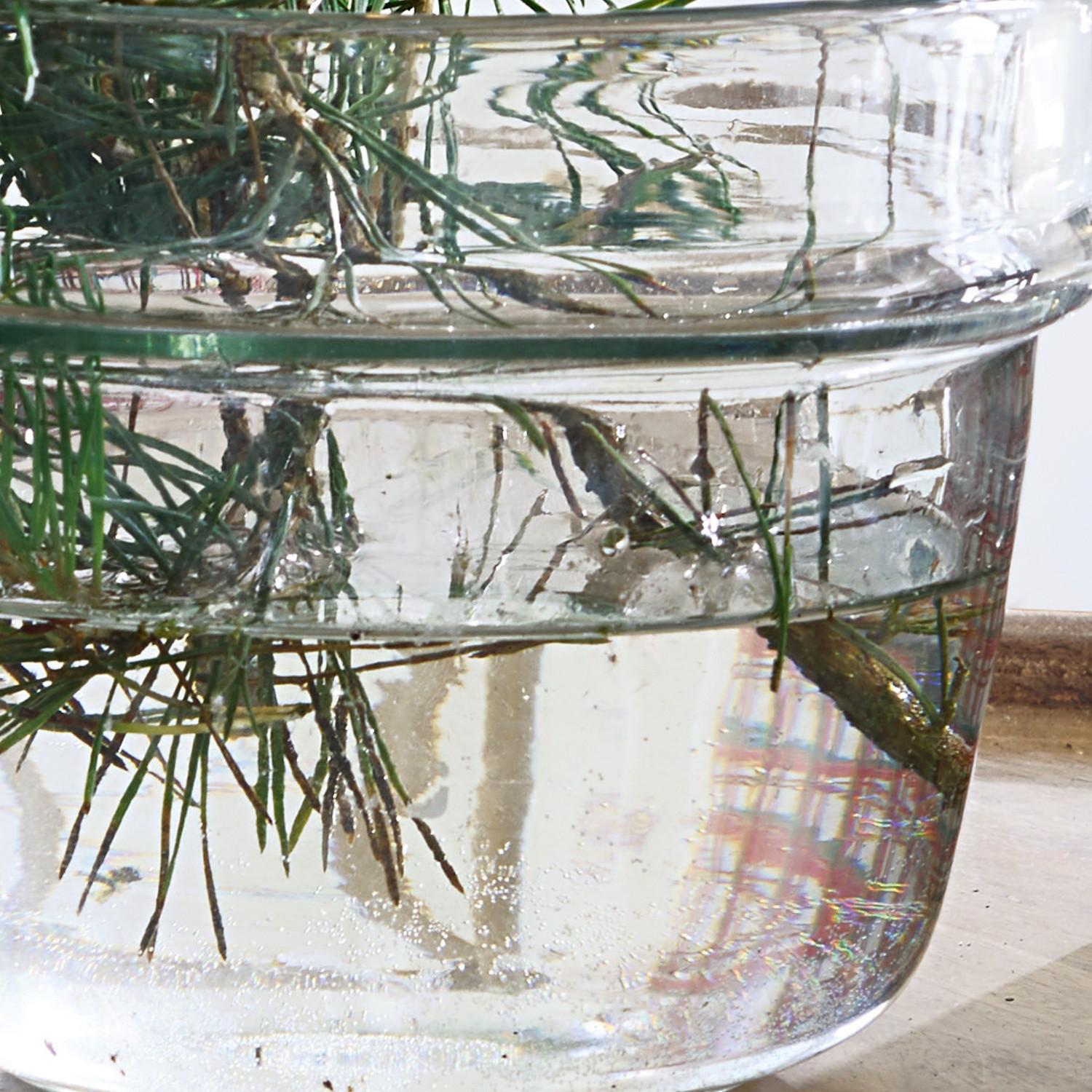 Transparenter Glasvase mit Wasser und grünen Zweigen als helle Wohnraumdekoration