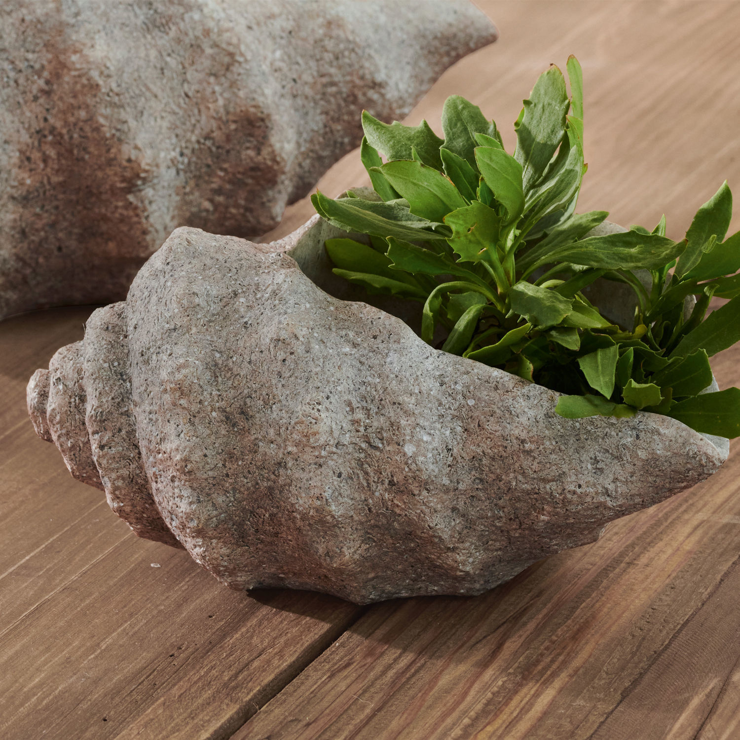 Blumentopf in Muschelform aus Naturstein mit grüner Pflanze auf Holztisch