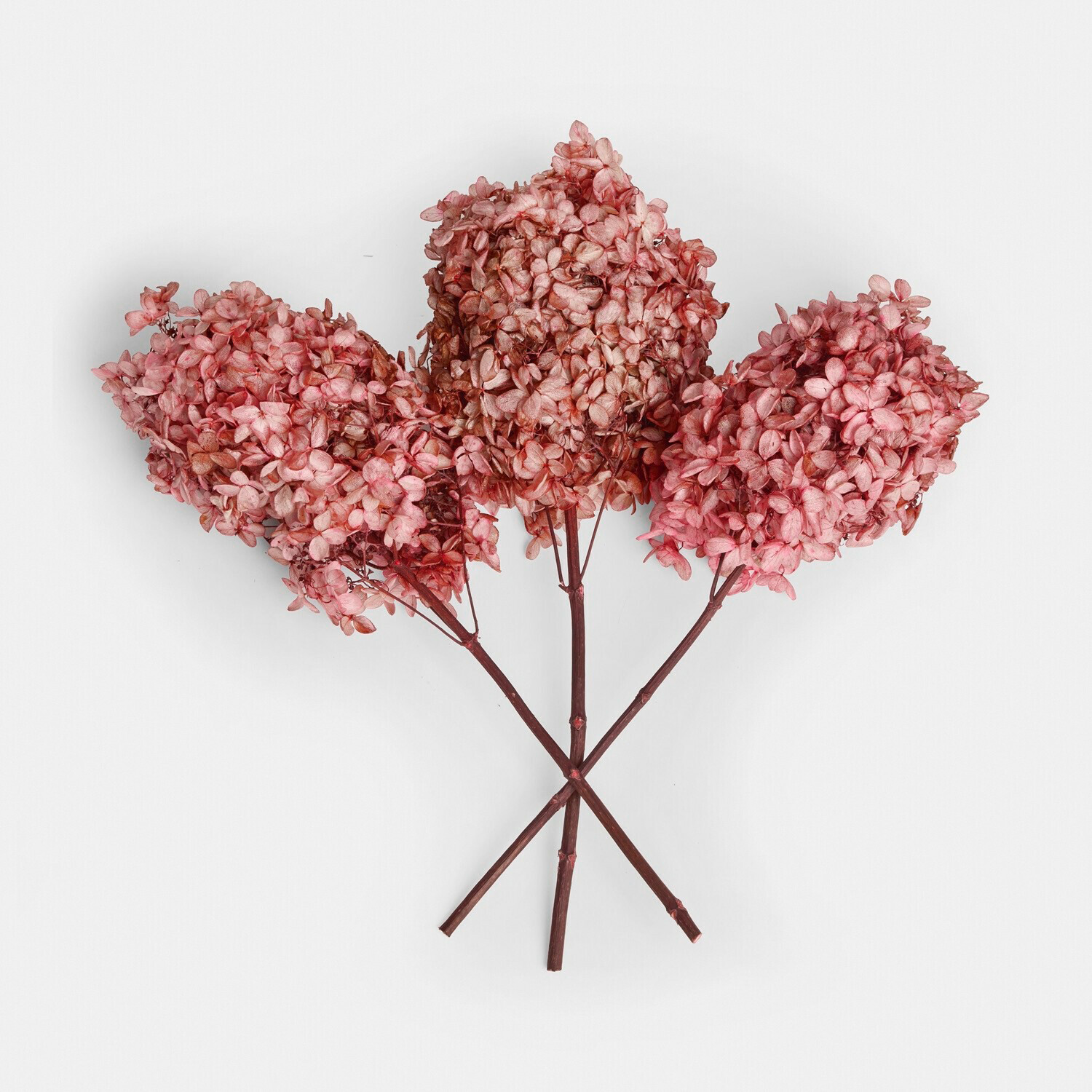 Drei getrocknete rosa Hortensienblüten für Wohnraumdekoration und Blumenarrangements