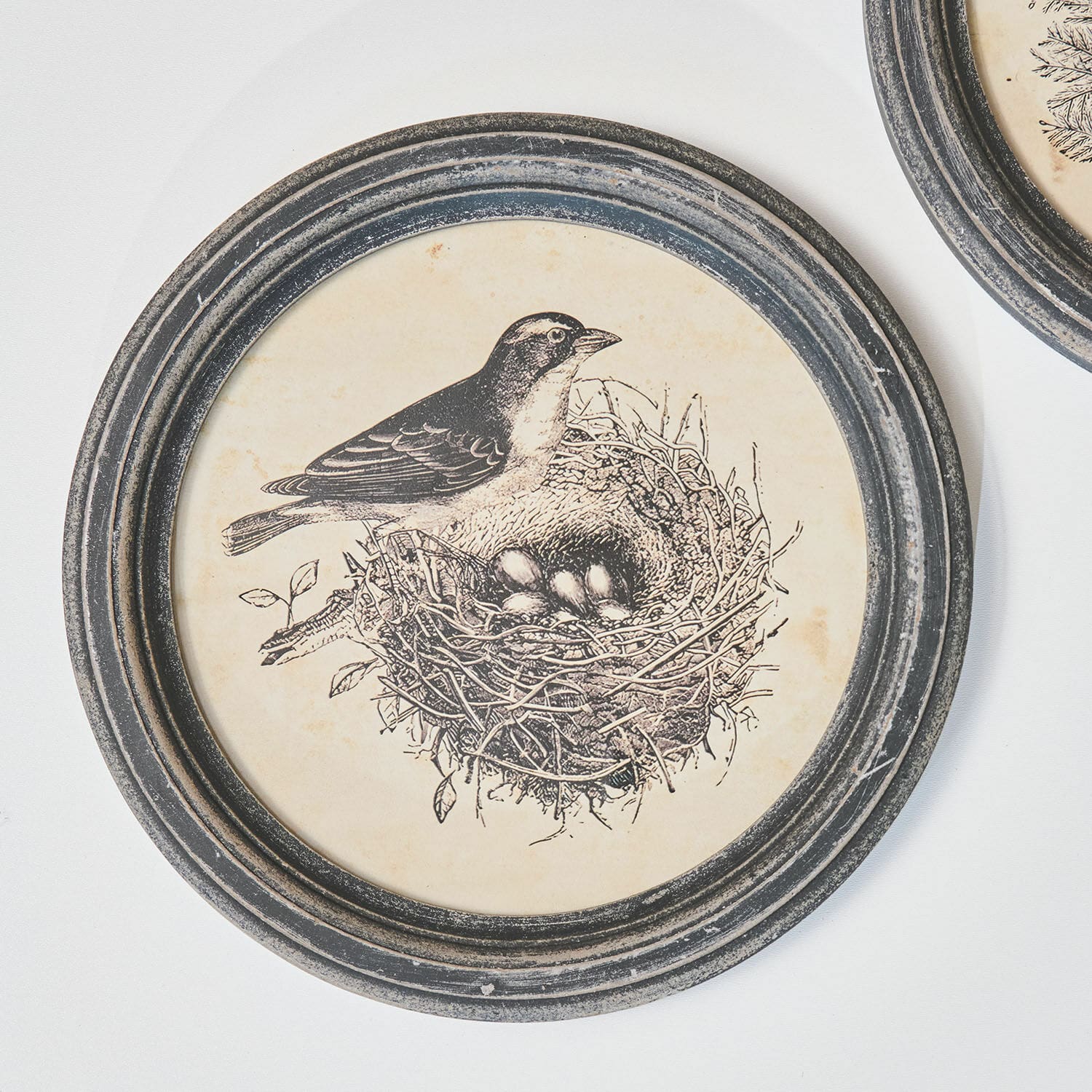 Rundes Bild mit Vogel und Nest auf beigem Hintergrund in schwarzem, antik wirkendem Rahmen