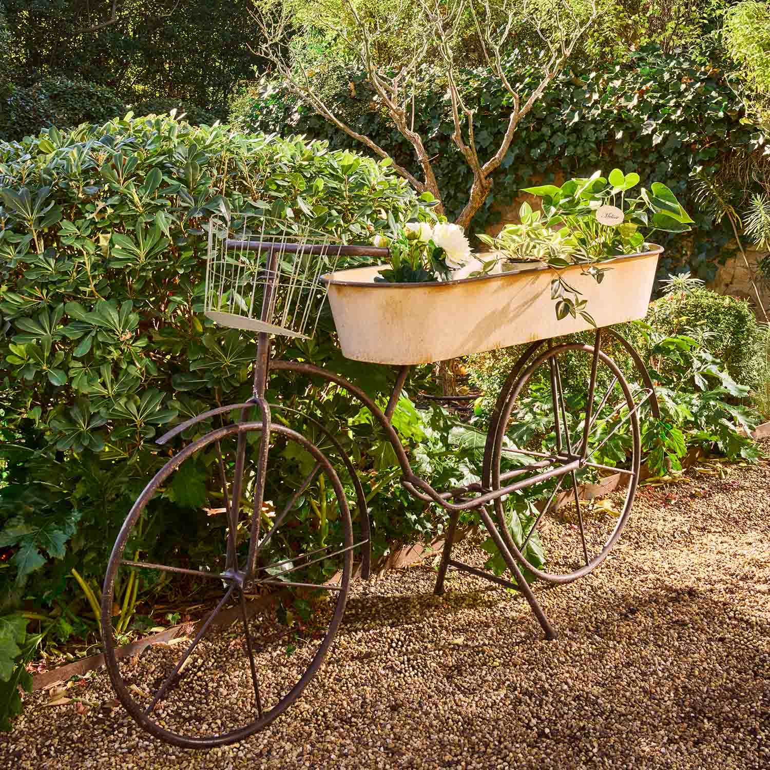 Metall-Dekorationsfahrrad mit weißem Pflanzbehälter und grünen Pflanzen im Garten auf Kiesweg