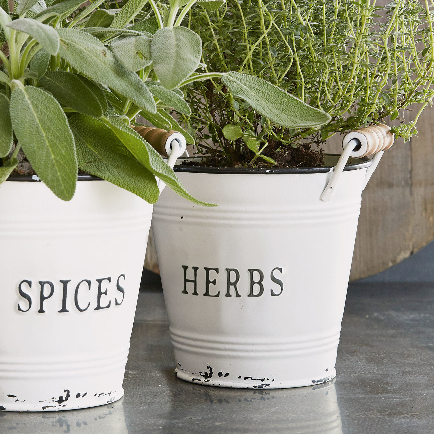 Weiße Metalltöpfe mit Aufschrift Herbs und Spices, gefüllt mit grünen Kräutern auf Küchentheke
