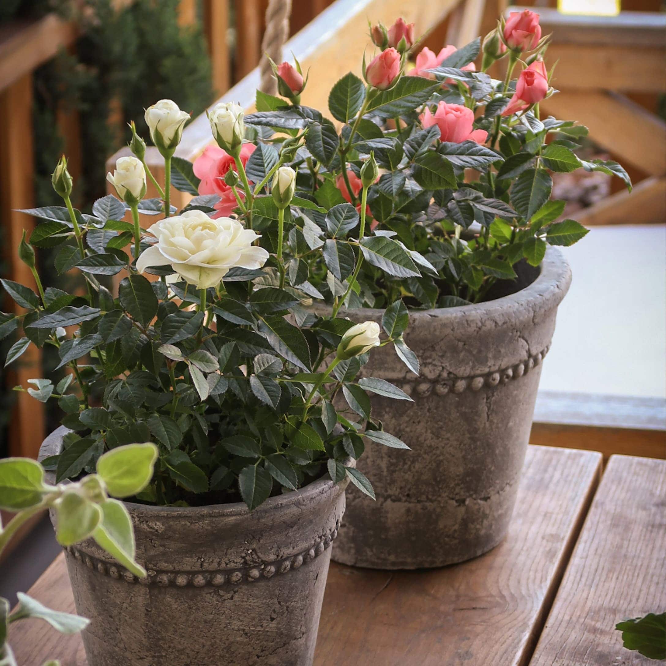 Graue Steintöpfe mit weißen und rosa Rosen auf rustikalem Holztisch arrangiert