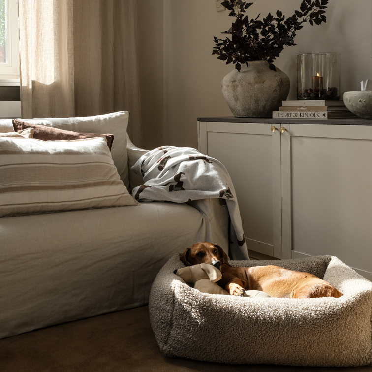 Gemütliches Wohnzimmer mit beigem Sofa, weicher Decke und braunem Hund im hellen Hundebett