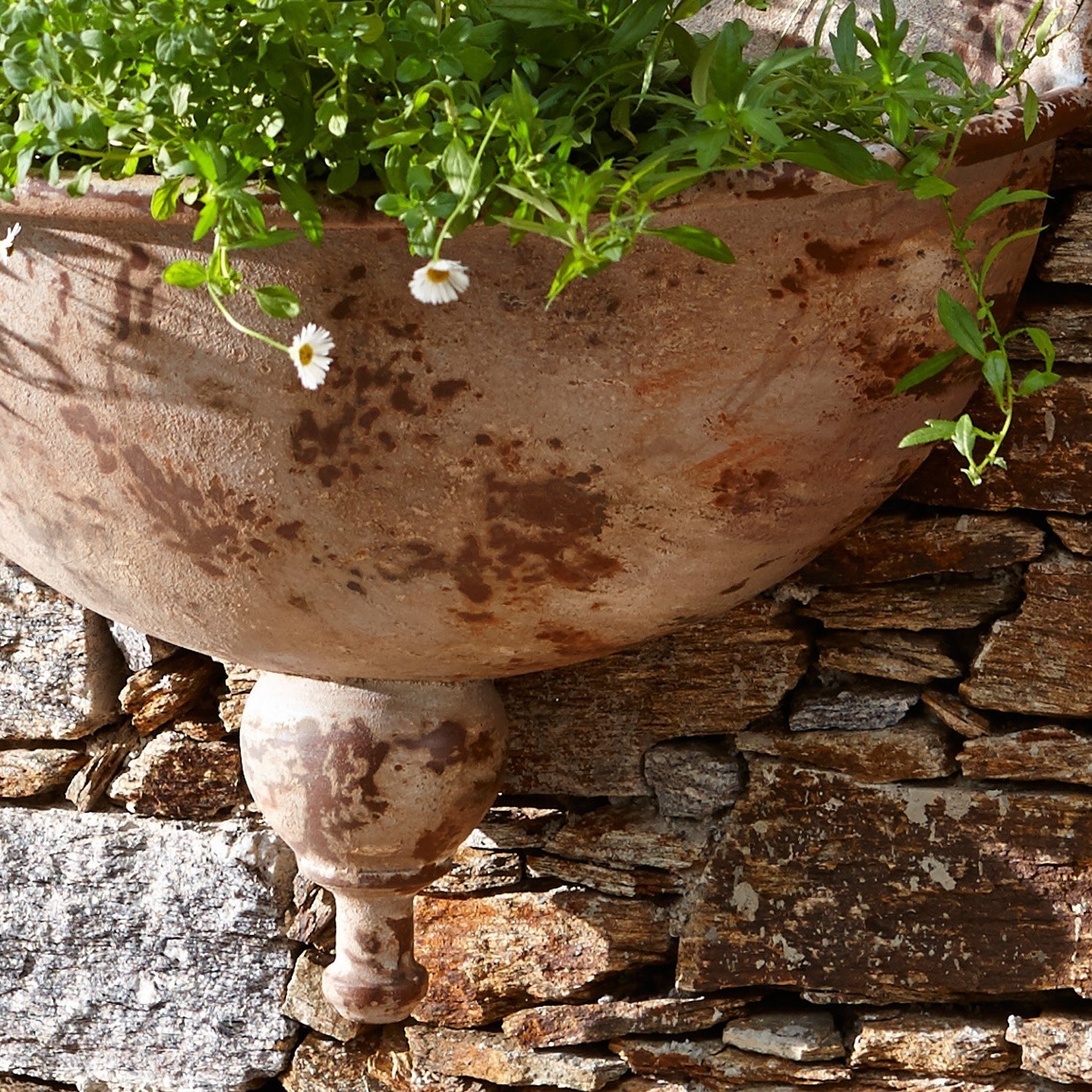 Großer Terrakotta-Blumentopf in Rostfarbe mit grünen Pflanzen und weißen Blüten vor Steinmauer