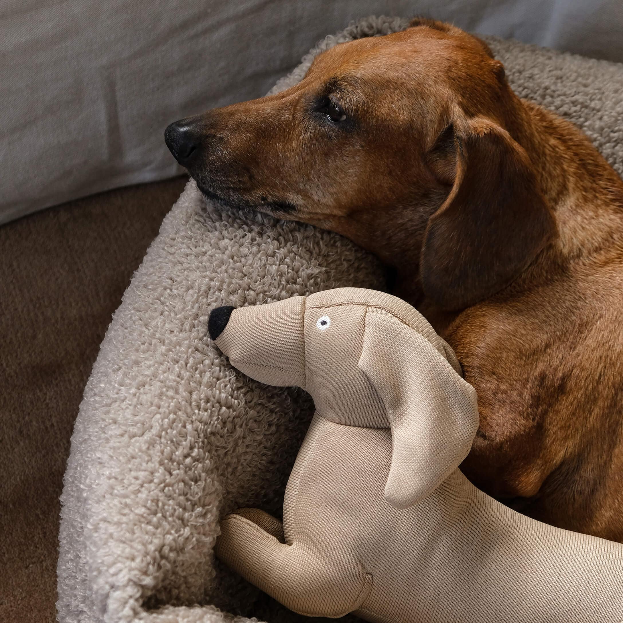 Brauner Hund liegt auf weichem beigem Hundebett neben beigem Plüschhund-Spielzeug