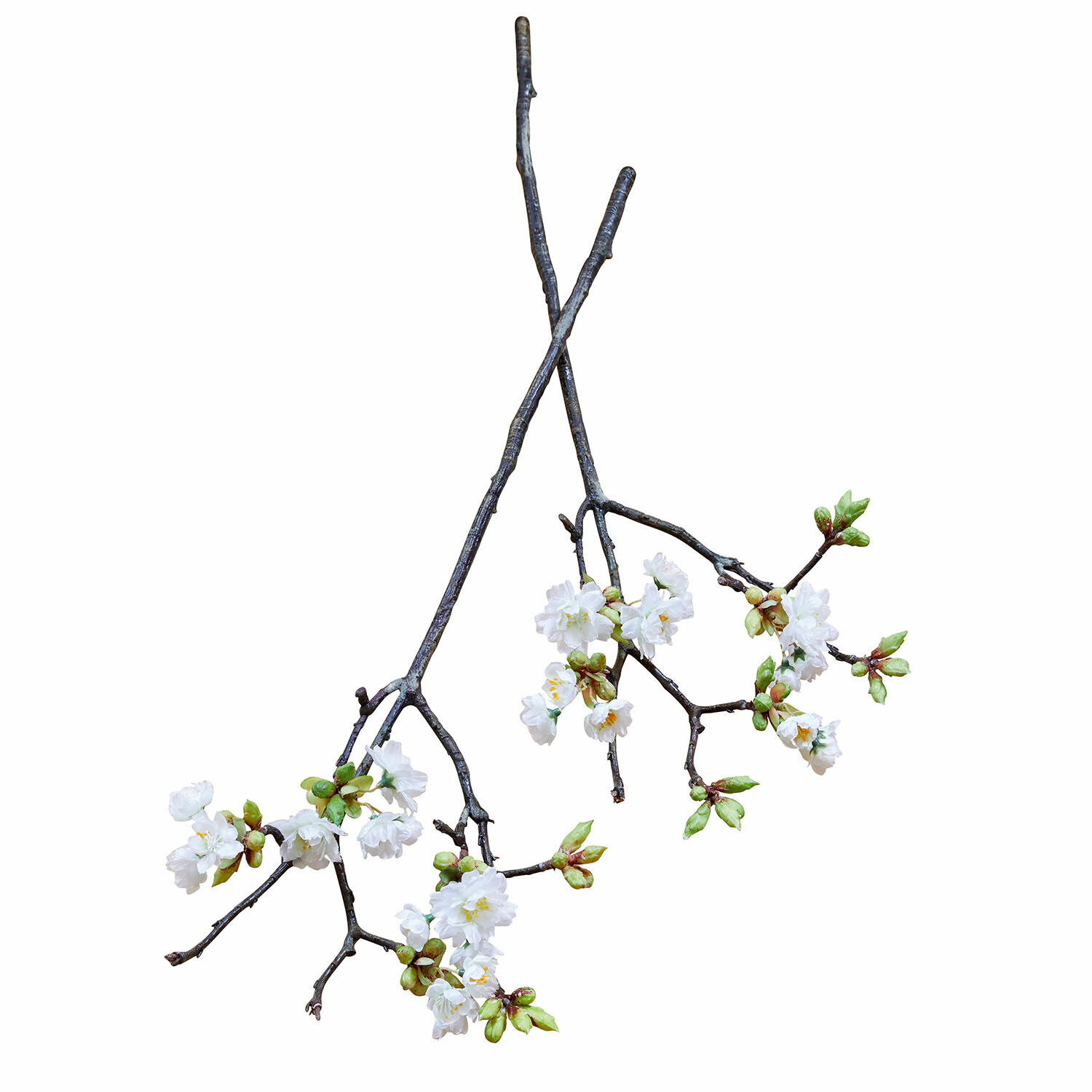 Dunkle Zweige mit weißen Blüten und grünen Knospen vor weißem Hintergrund, Naturdetail