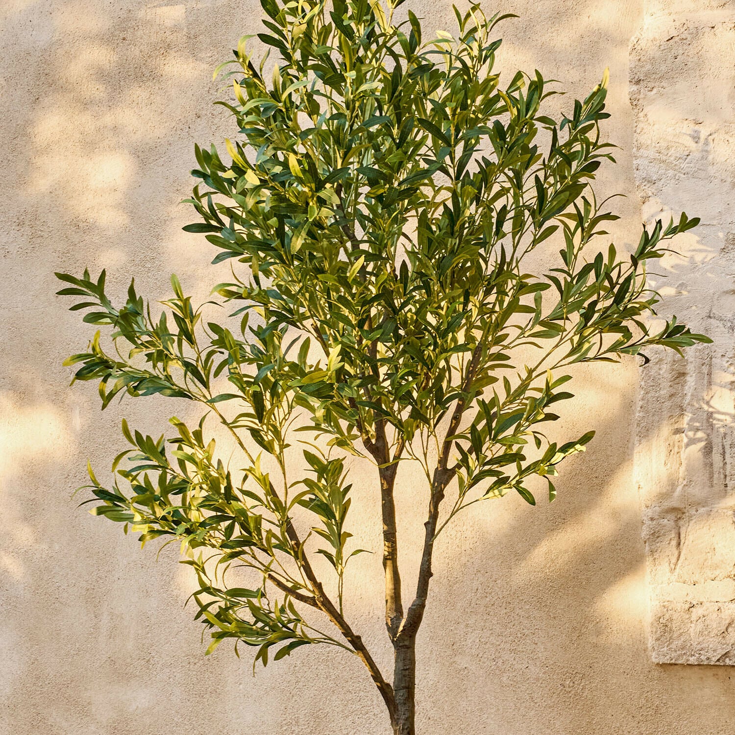 Olivenbaum mit grünen Blättern vor heller Wand, dekorative Garten- und Zimmerpflanze