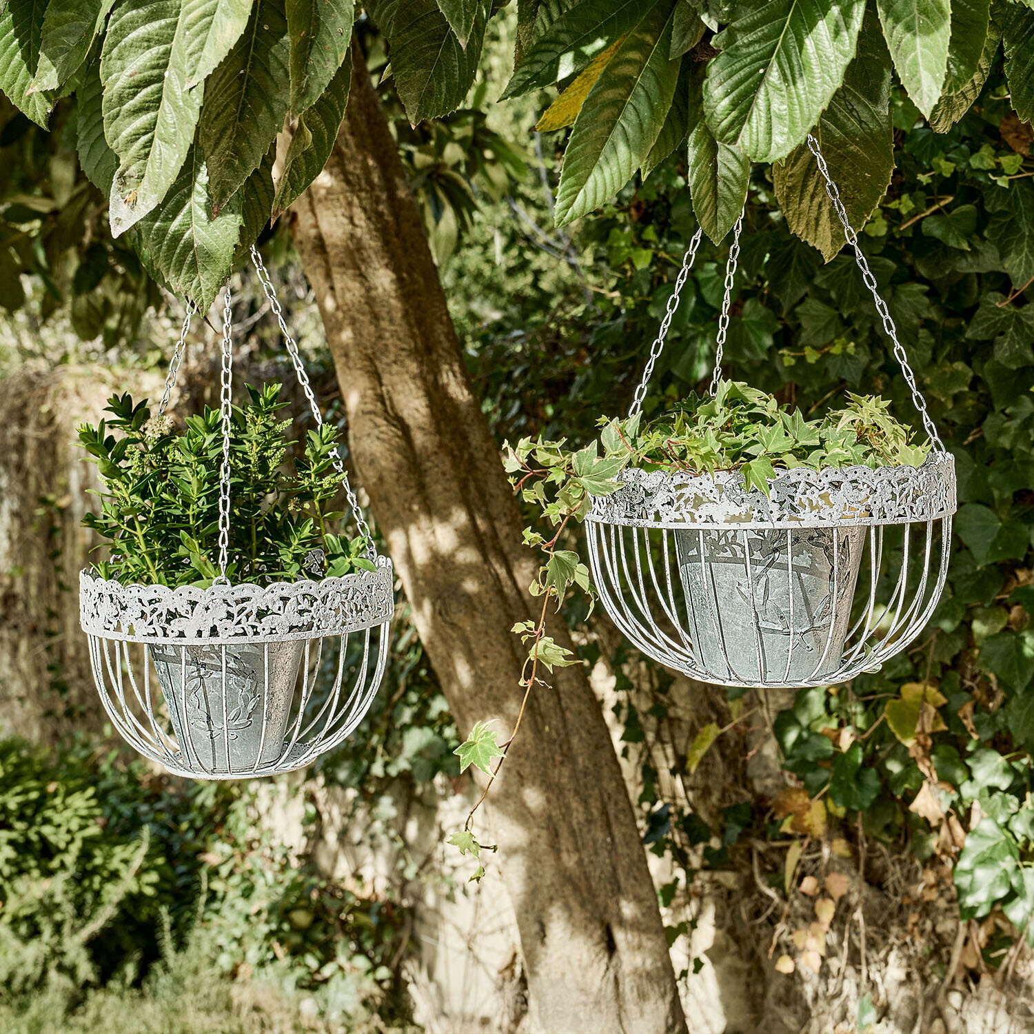 Zwei weiße Metall-Hängekörbe mit grünen Pflanzen, hängend an einem Baum im Garten