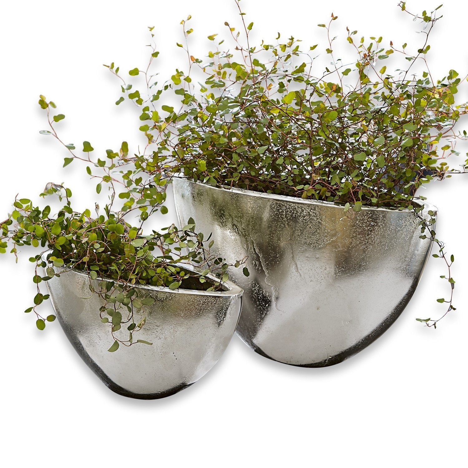 Set aus zwei silbernen Metallpflanzgefäßen mit grünen Pflanzen für Wohn- und Gartendekor