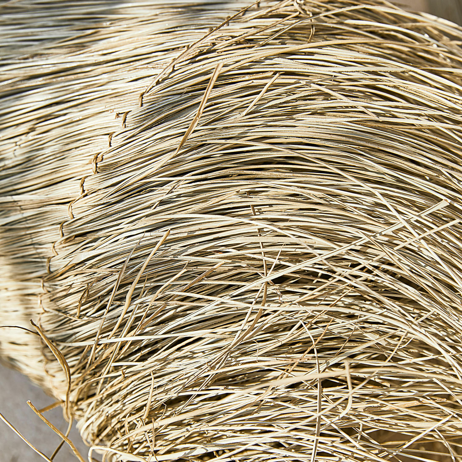 Natürliche helle Ziergräser aus Pflanzenmaterial für rustikale Wohn- und Gartendekoration
