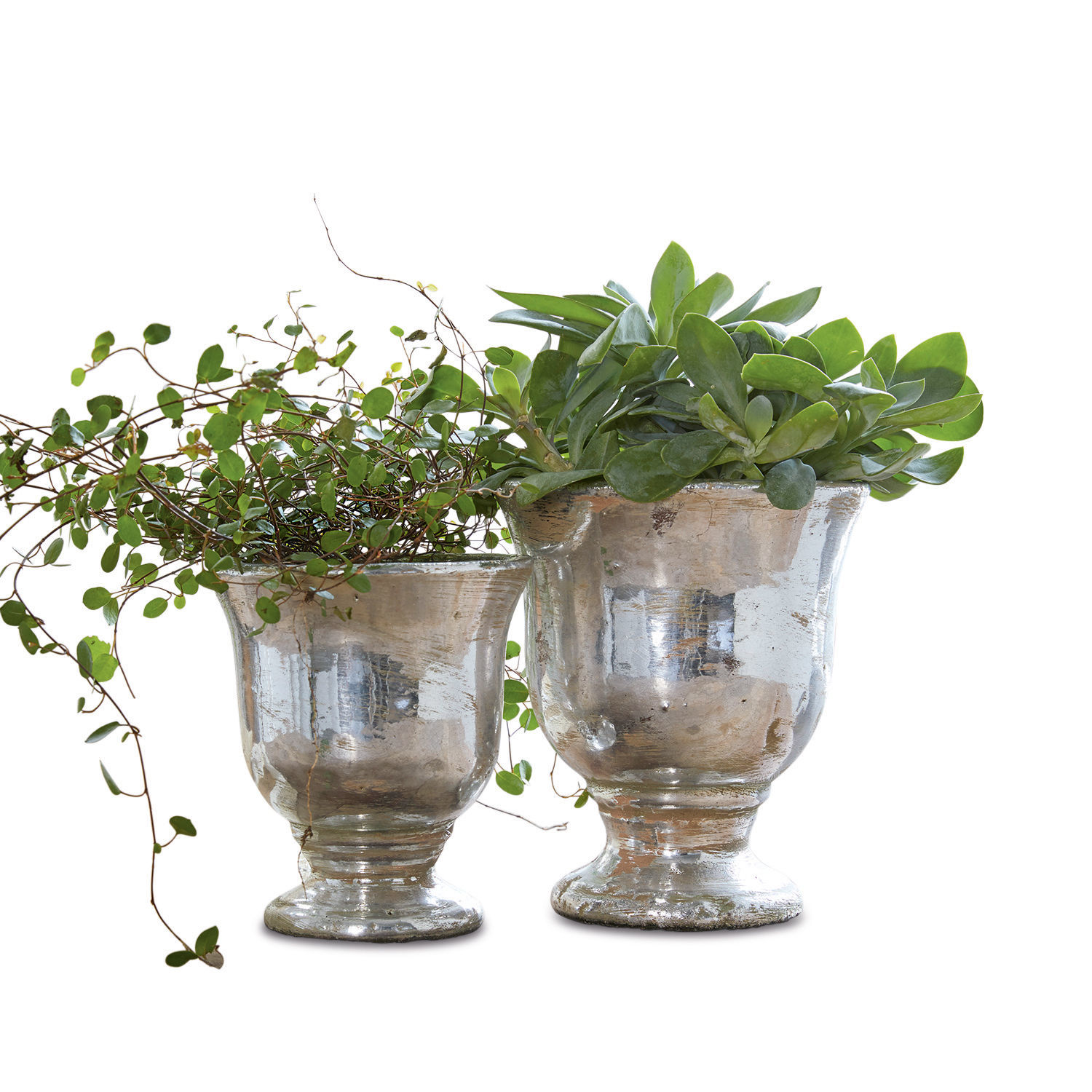 Übertopf 2er Set Banon Zwei silberne Glasvasen mit grünen Pflanzen, stilvolle Wohn- und Gartendekoration